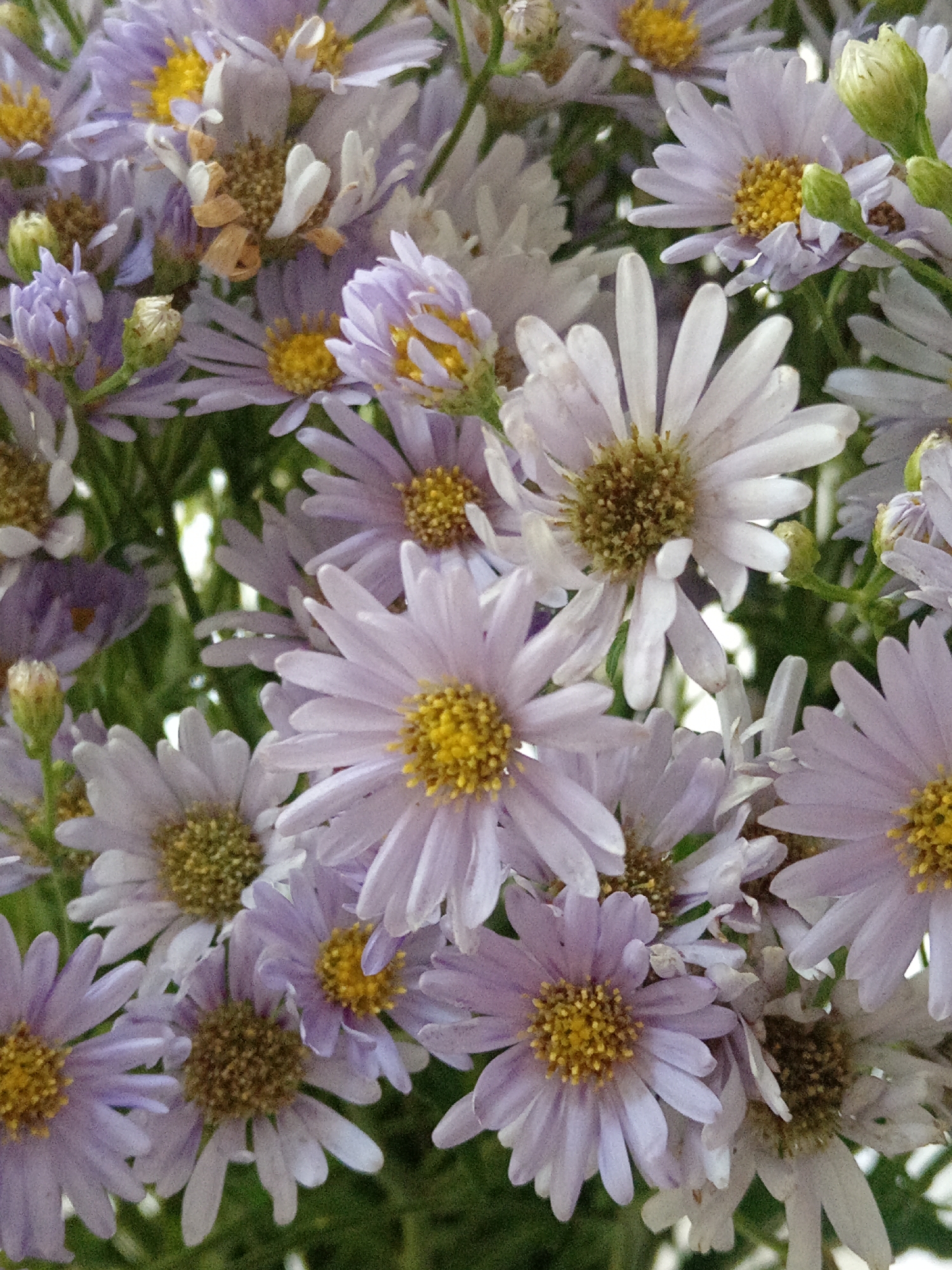 A close-up, overhead shot features a bouquet of pale purple asters with bright yellow centers, set against a blurred green background. Some of the asters are fully bloomed with delicate, ray-like petals, while others are still in bud formation, with tightly furled green sepals. A few petals on some of the flowers appear slightly dried or curled. The arrangement is likely indoors or in a protected outdoor space. The image does not provide any specific visual cues to pinpoint its location within Belogorsk, Russia.