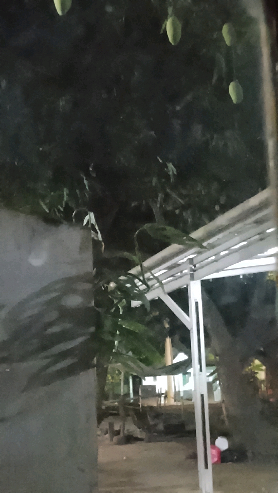 The image depicts an outdoor scene at night in Ujungrusi, Indonesia. In the foreground, a concrete wall is visible on the left, casting a shadow. To the right of the wall, a white metal structure with a sloped roof is present, supported by vertical beams. Green foliage from trees hangs down and obscures parts of the scene. Above the trees, several light green mangoes can be seen hanging from branches. In the background, under the canopy of trees and the white structure, there appears to be a shaded area with some wooden structures and possibly furniture. A tree trunk is visible on the right side of the image, and at its base, a red and white object are lying on the ground. The overall lighting suggests it is nighttime, with some ambient light sources contributing to the illumination.