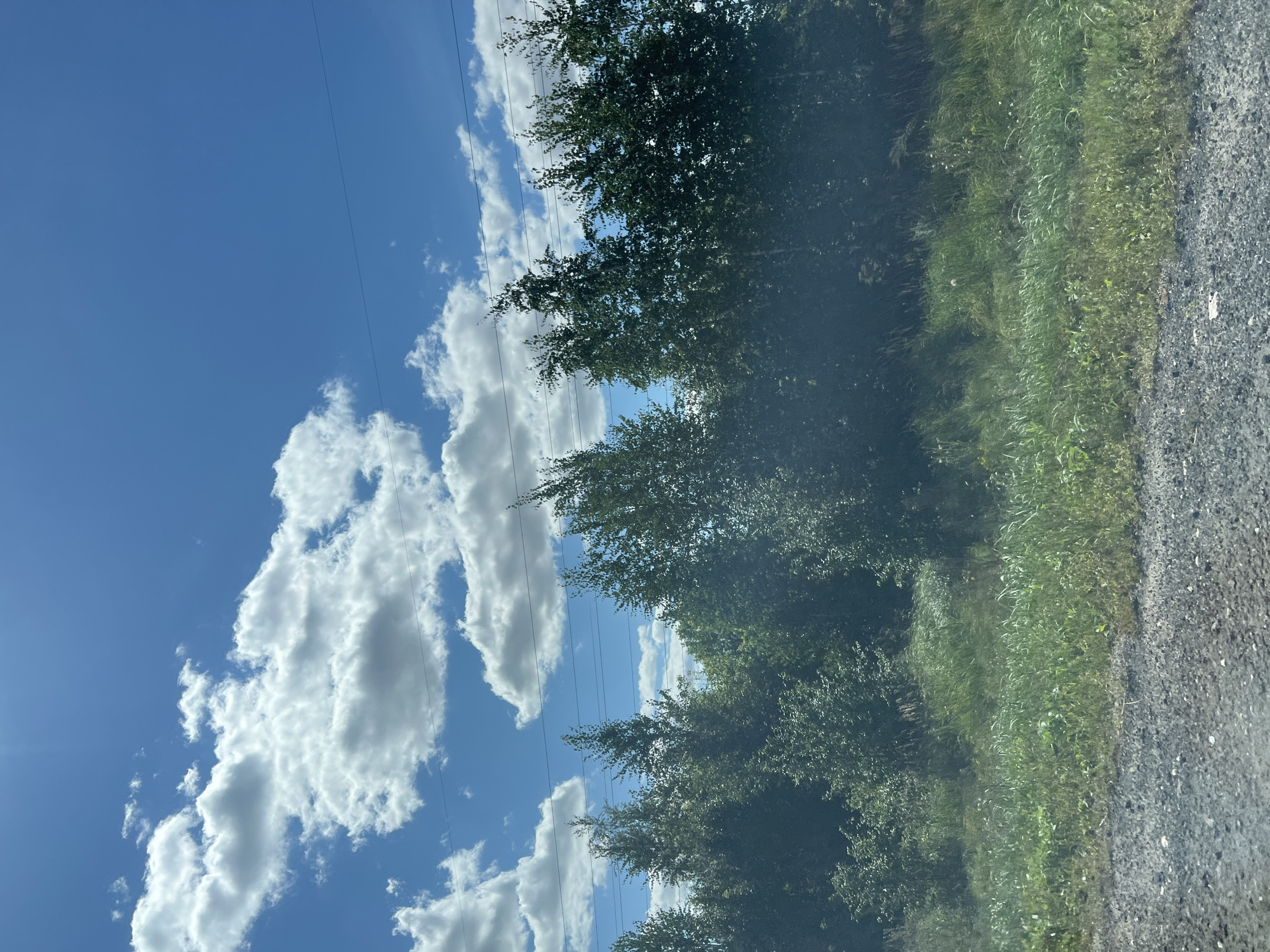 The image depicts a sun-drenched landscape with a clear blue sky dotted with fluffy white clouds. A line of trees with lush green foliage forms a dense barrier across the middle ground, with some taller trees standing out against the sky. Power lines are visible strung horizontally above the trees, suggesting proximity to infrastructure. In the foreground, a rough, gravelly surface transitions into a patch of tall, green grass and other vegetation. The scene appears to be an outdoor, natural setting, possibly on the outskirts of a rural or suburban area. There are no people or animals visible in the image.