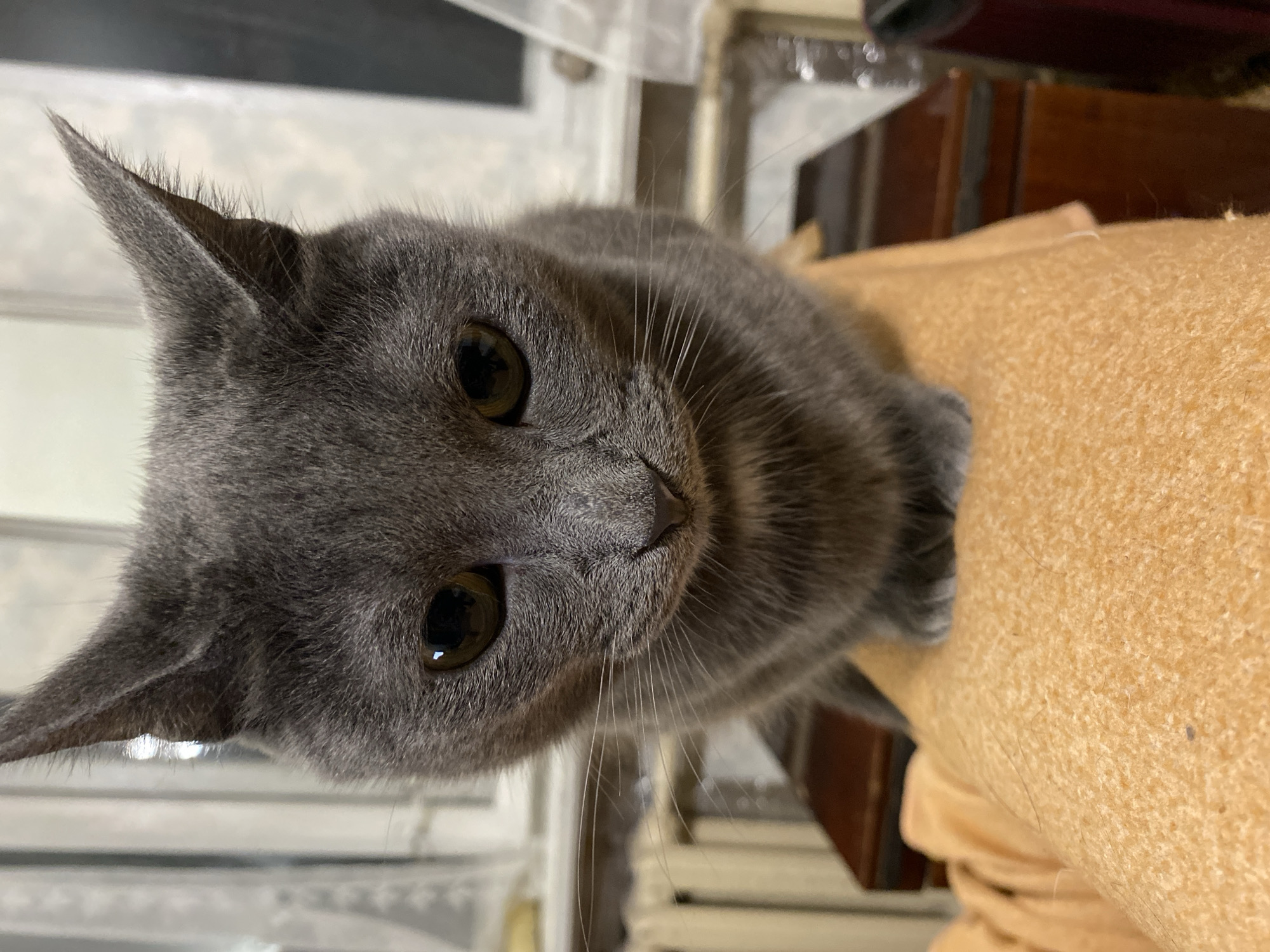A close-up, low-angle shot features a grey cat looking directly at the camera. The cat is positioned on an orange textured surface, possibly a blanket or piece of fabric. Behind the cat, a wooden piece of furniture and a radiator are visible, suggesting an indoor setting. The background is blurred but appears to be a room with windows and curtains. The lighting is dim, creating shadows and highlighting the cat's features, such as its large, dark eyes and pointed ears. The overall impression is one of quiet intimacy, with the cat appearing calm and curious.