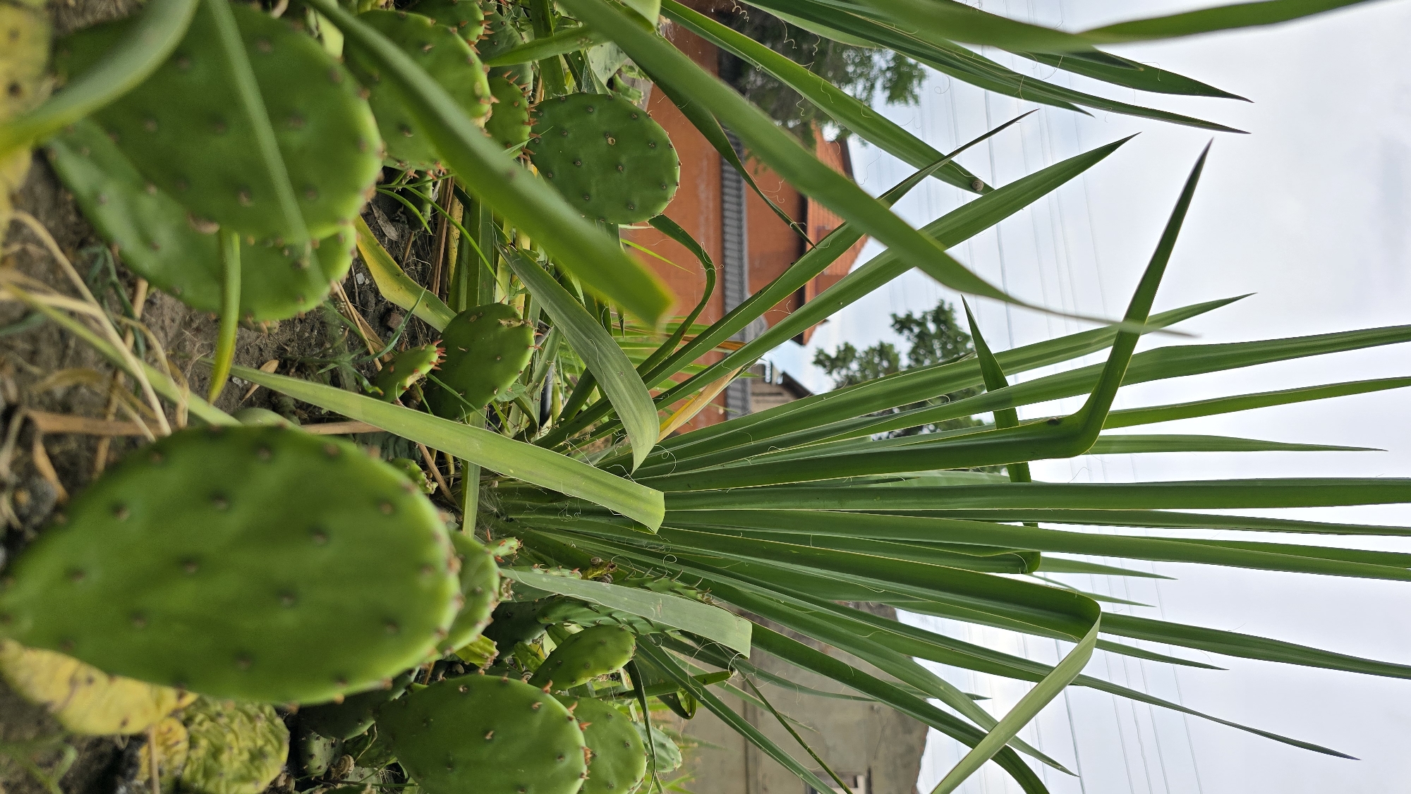 The image shows a close-up view of prickly pear cactus pads and tall green grass. In the background, a red-tiled roof building and another building are visible. The scene appears to be outdoors, possibly in a garden or yard. The location is identified as Krasnodar, Russia. There are no people or specific actions depicted.