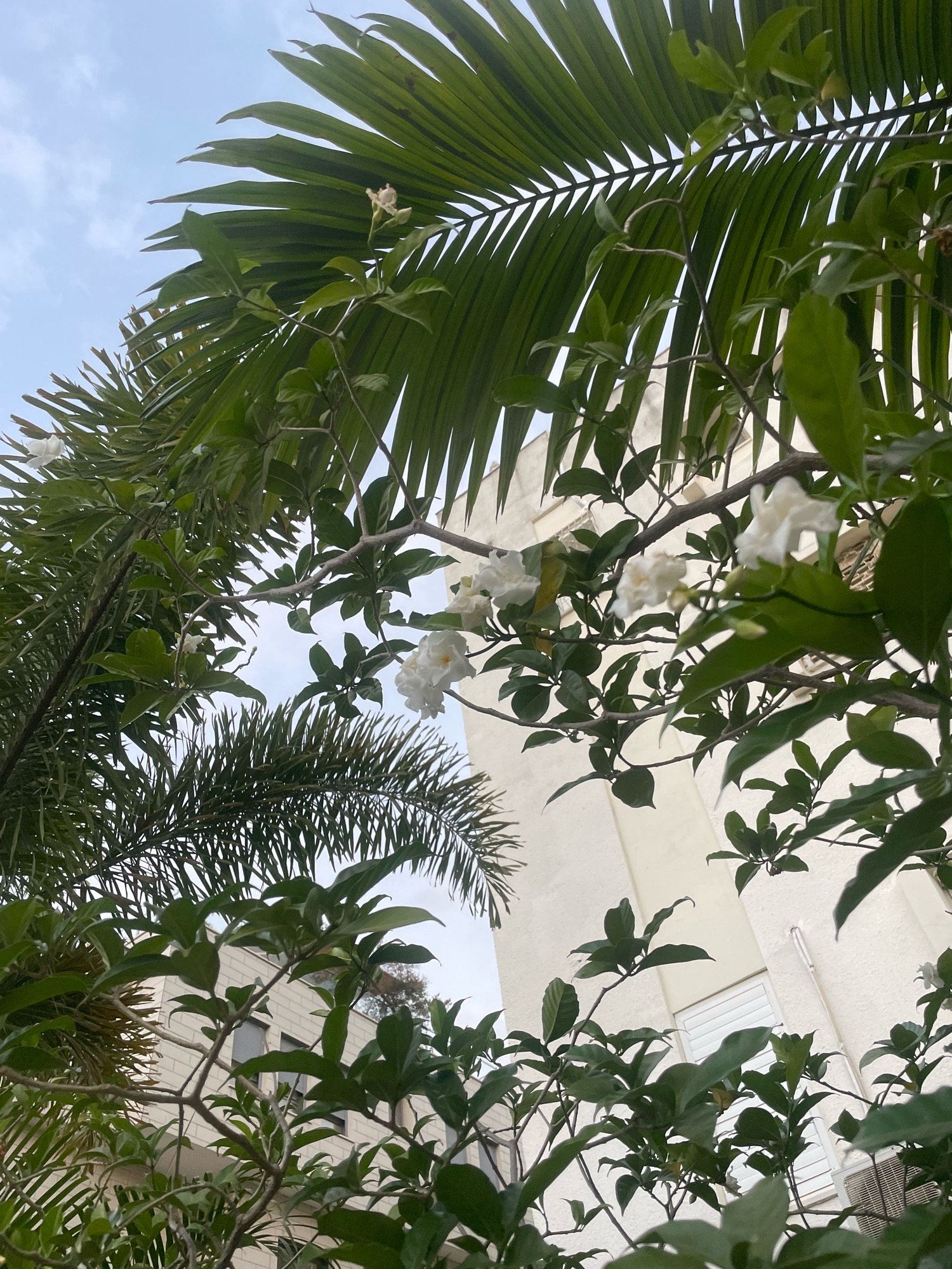The image shows a view looking up through lush green foliage and white flowers towards a light-colored building with multiple windows. The building appears to be in an urban setting, likely residential, given the architectural style and the presence of an air conditioning unit visible on the right side. The sky is partly cloudy. The foliage includes palm fronds and branches with leaves and blossoms. The specific location is identified as Raanana, Israel, suggesting a Mediterranean climate. No people are visible in the image. The scene captures a natural element juxtaposed with urban architecture.