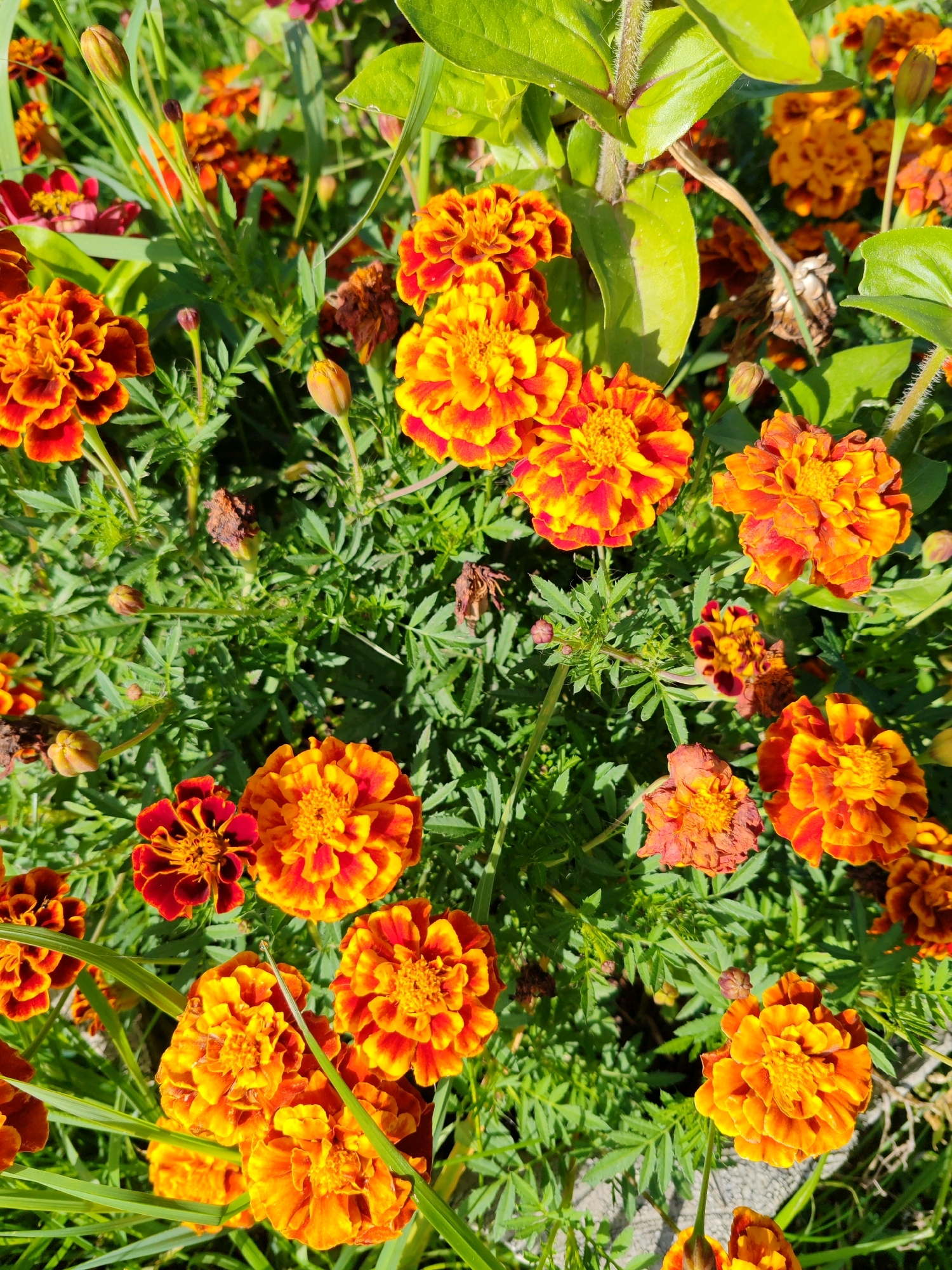 In the city of Chukhlem, Russia, a close-up, overhead shot reveals a vibrant cluster of marigold flowers in full bloom. The marigolds display a gradient of colors, ranging from deep orange to bright yellow, with some petals featuring reddish-brown edges. The intricate layering of their petals creates a textured, almost ruffled appearance. The flowers are interspersed with lush green foliage, some of which is feathery and delicate, while other leaves are broader and more substantial. Several unopened buds are visible, hinting at future blooms. A few dried, brown flower heads are also present, adding a touch of natural decay to the scene. The overall impression is one of a wild, natural garden in bright sunlight, with the shadows cast by the leaves and flowers indicating a sunny day.