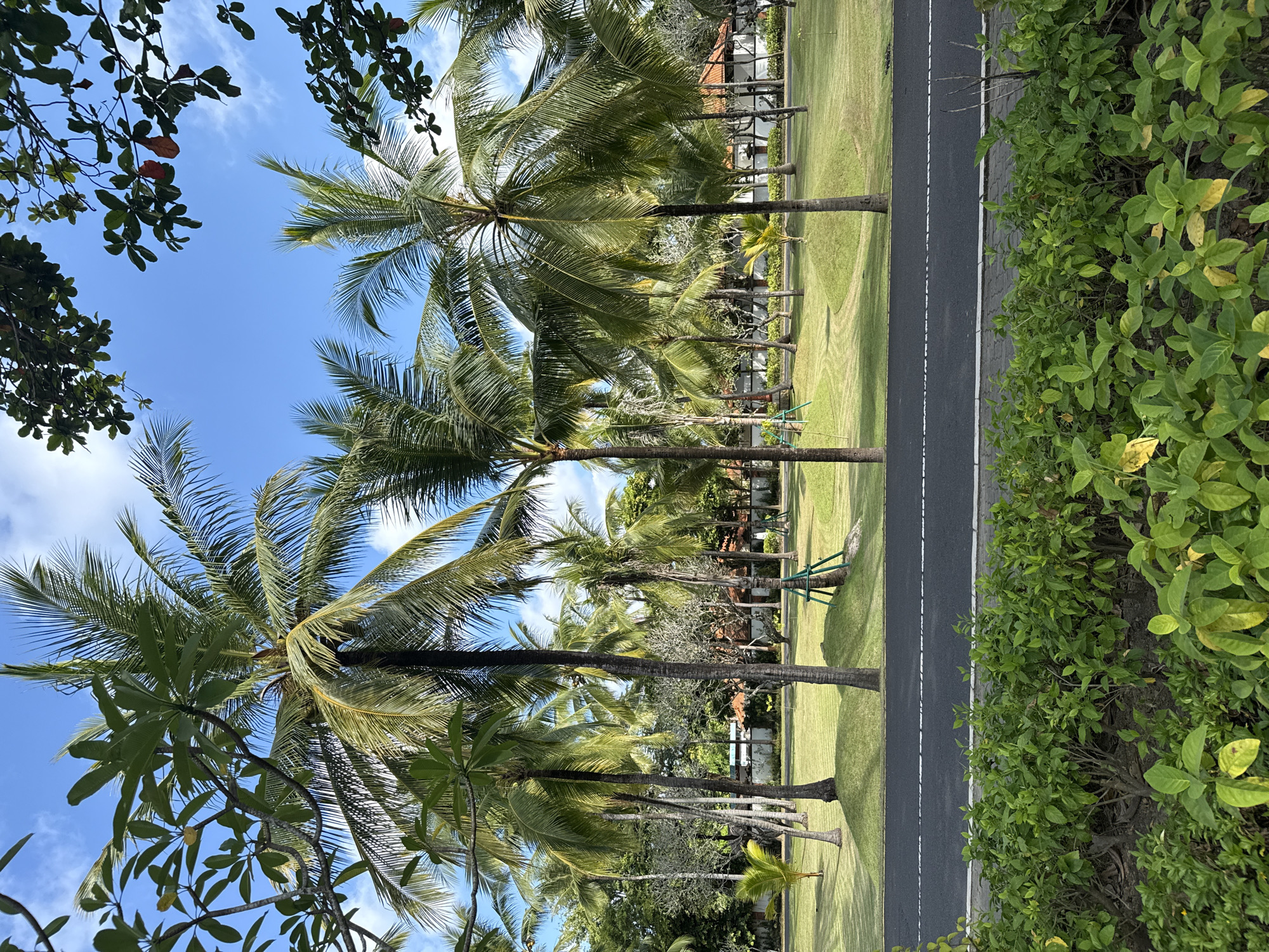 This vibrant image captures a sunny tropical landscape, likely a resort area in Kuta Selatan, Indonesia. A paved road or pathway, marked with a white dashed line, runs along the right side of the frame. To its immediate left is a neatly manicured, bright green lawn stretching into the distance. On the other side of the road, a dense hedge of lush green bushes, some with lighter yellow-green leaves, forms a natural barrier.
A prominent row of tall palm trees, characteristic of the tropics, lines the far edge of the lawn, their slender trunks and long, verdant fronds reaching towards a brilliant blue sky. Some of these palm trees show signs of recent trimming, and one has a green support structure around its base. Beyond these trees, parts of buildings with reddish-brown tiled roofs are visible, peeking through the foliage.
The clear, azure sky is dotted with sparse, wispy white clouds, indicating a bright and pleasant day, likely mid-morning or afternoon. Darker green foliage from other trees, including some with broader leaves (possibly frangipani), frames the upper and lower left corners, adding to the tropical ambiance. The overall impression is one of serene natural beauty and a relaxing, warm environment. No specific activity is occurring, and there is no visible text.
