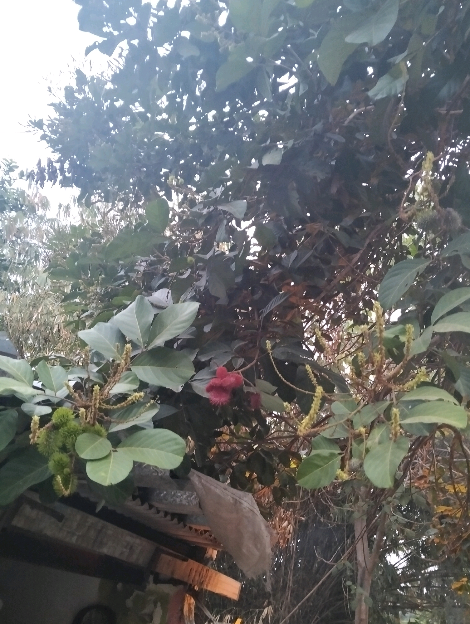 In Cileungsi, Indonesia, this image captures a close-up view of a rambutan tree. The foreground is dominated by the tree's foliage, with large, glossy green leaves. Clusters of developing rambutan fruits, covered in soft green spines, are visible. In the upper right of the frame, a few red rambutan fruits are present. The branches and flowers of the tree are also apparent, with small, yellowish flowers forming elongated clusters. The background shows more of the tree's dense canopy, with some thinner, bamboo-like stalks visible further back. A portion of a wooden roof structure is visible in the lower left of the image. The overall lighting suggests it is daytime, possibly late afternoon, given the soft light filtering through the leaves.