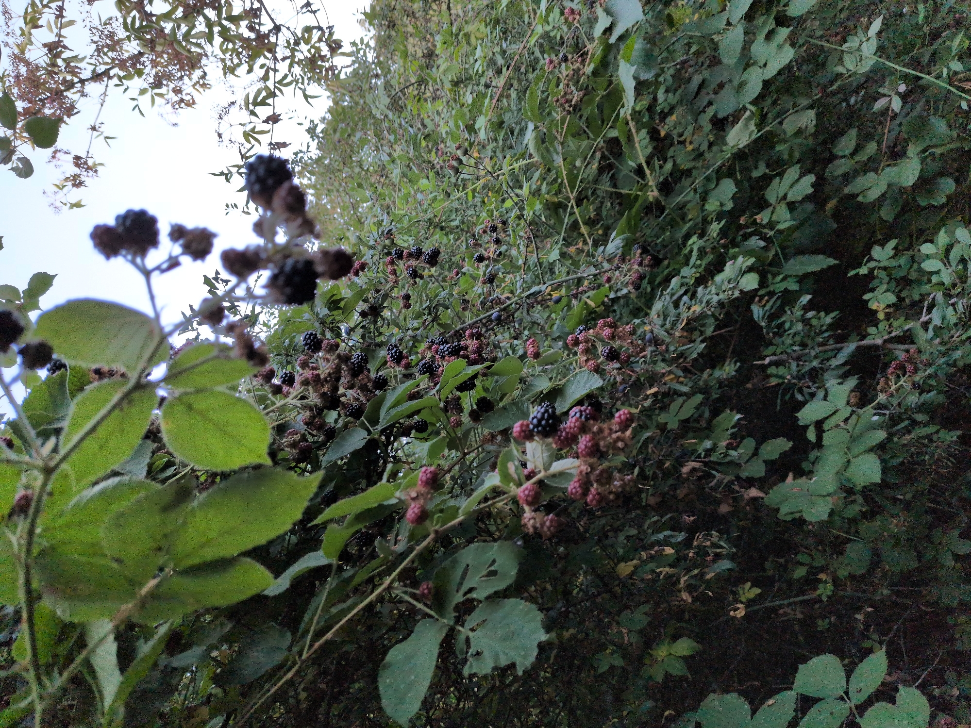 The image depicts a close-up view of a blackberry bush laden with ripe and unripe berries. The bush is dense with green leaves and thorny branches. The berries are a mix of dark purple, black, and reddish hues, indicating different stages of ripeness. Some berries are clustered together, while others hang individually from the branches. The background is a blur of more foliage and a pale sky. The scene appears to be outdoors in a natural setting, possibly a garden or a wild area. The image quality is somewhat grainy, with a shallow depth of field that blurs the background elements. There are no people or specific landmarks visible in the image. The location in the city of Dawley, United Kingdom, is not discernible from the visual information provided in the image itself.