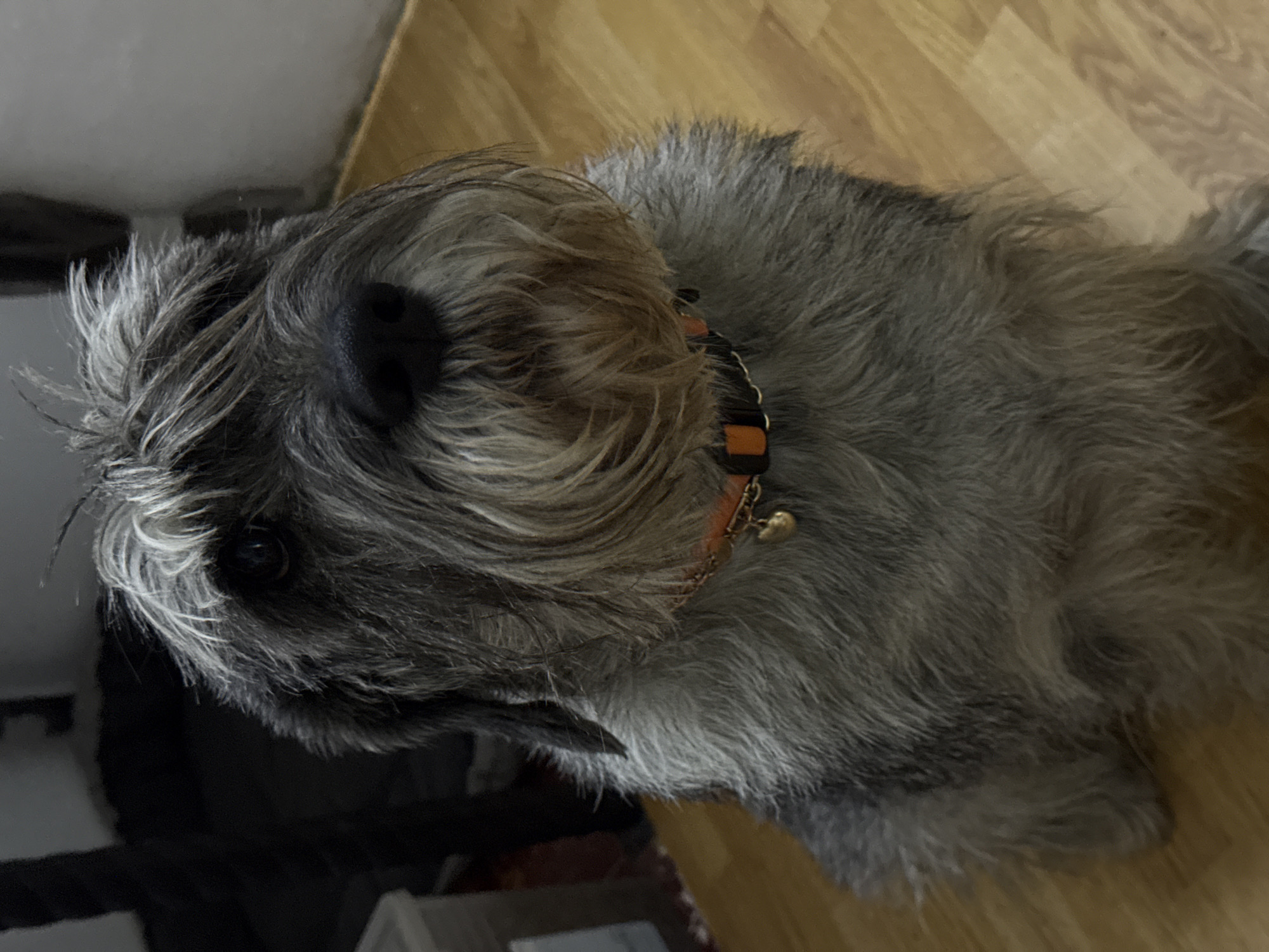 A grey schnauzer-type dog is resting on a wooden floor. The dog wears an orange and black collar with a small bell. The dog's face is visible with its characteristic mustache and beard. Part of a dark-colored object is visible in the lower left corner of the image, next to a white object.