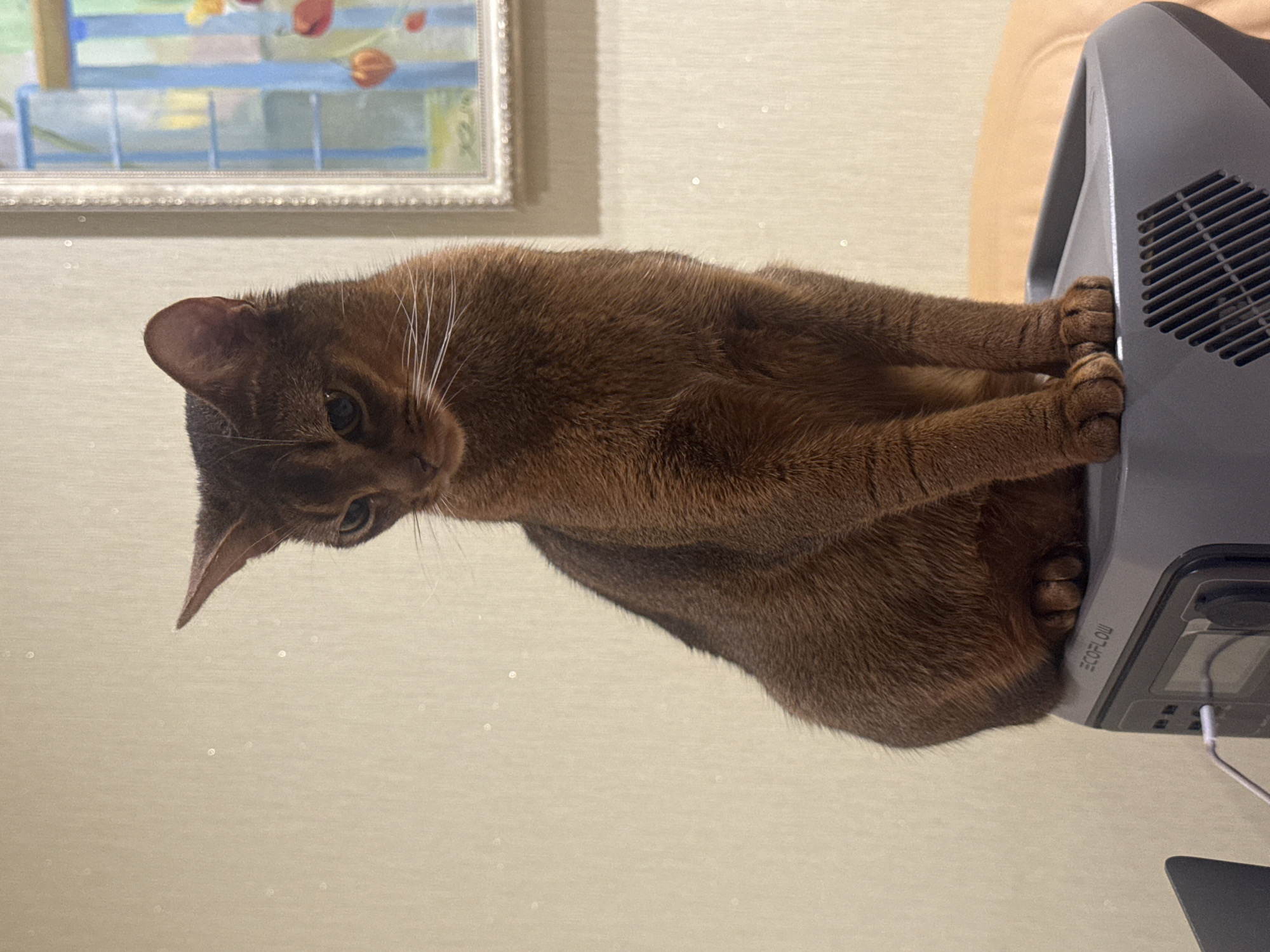A brown Abyssinian cat is sitting on a grey portable power station. The cat is looking down and to the left. The power station has the ECOFLOW logo on it and a charging cable plugged into the front. In the background, there is a beige wall with some light-colored specks and a framed picture on the right side. The scene appears to be indoors. There are no people or any indication of the city of Vinnytsia, Ukraine.