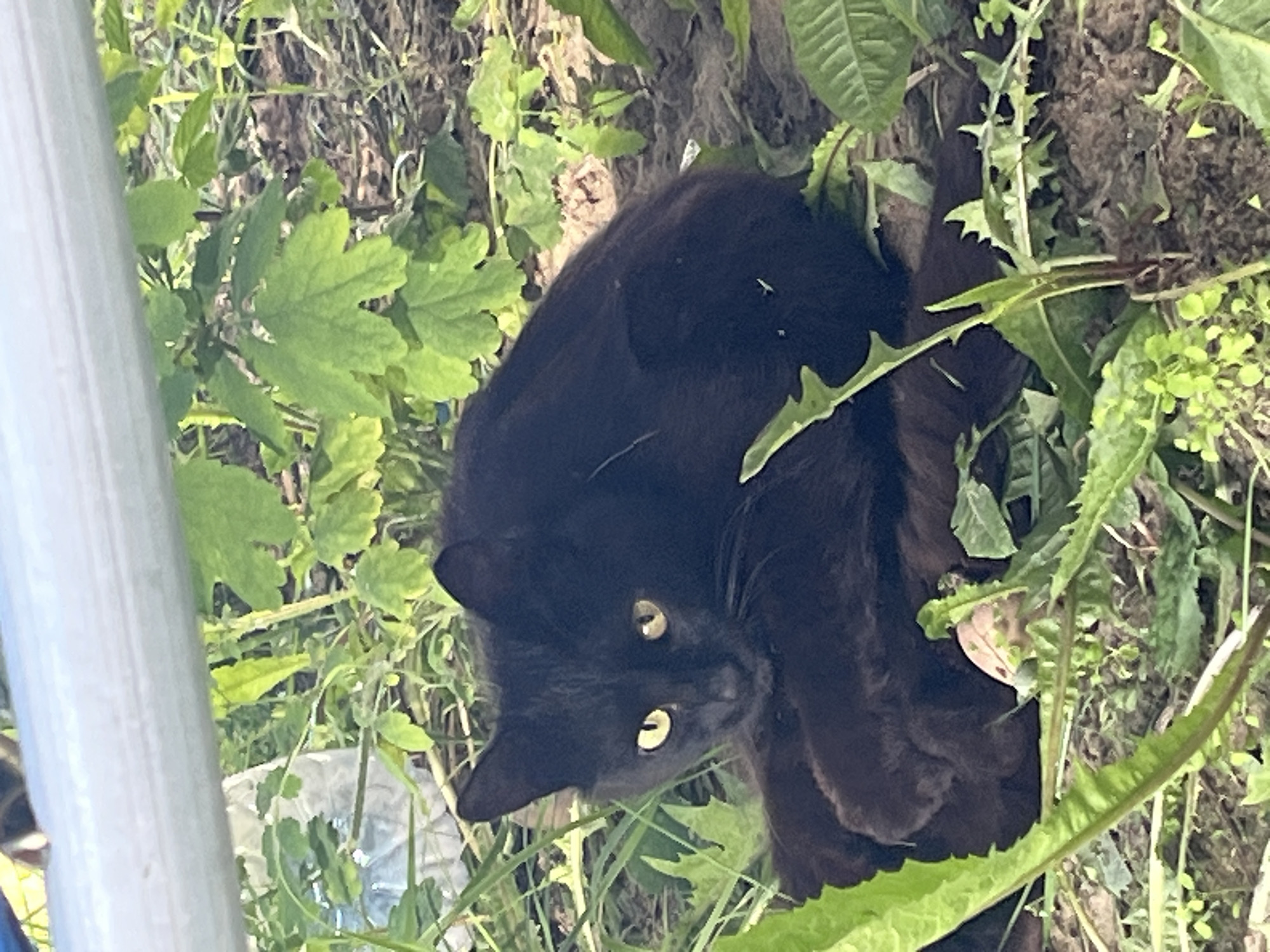A black cat with yellow eyes is sitting on the ground, partially obscured by green foliage. The cat is looking towards the camera. The ground appears to be dirt and leaf litter. There is a white metal pipe or bar running horizontally across the top of the frame, casting a shadow. In the background, there are more green leaves and a blurry object that may be a plastic bottle. The overall scene suggests an outdoor setting, possibly a garden or natural area. The location is identified as Tanayka, Russia.
