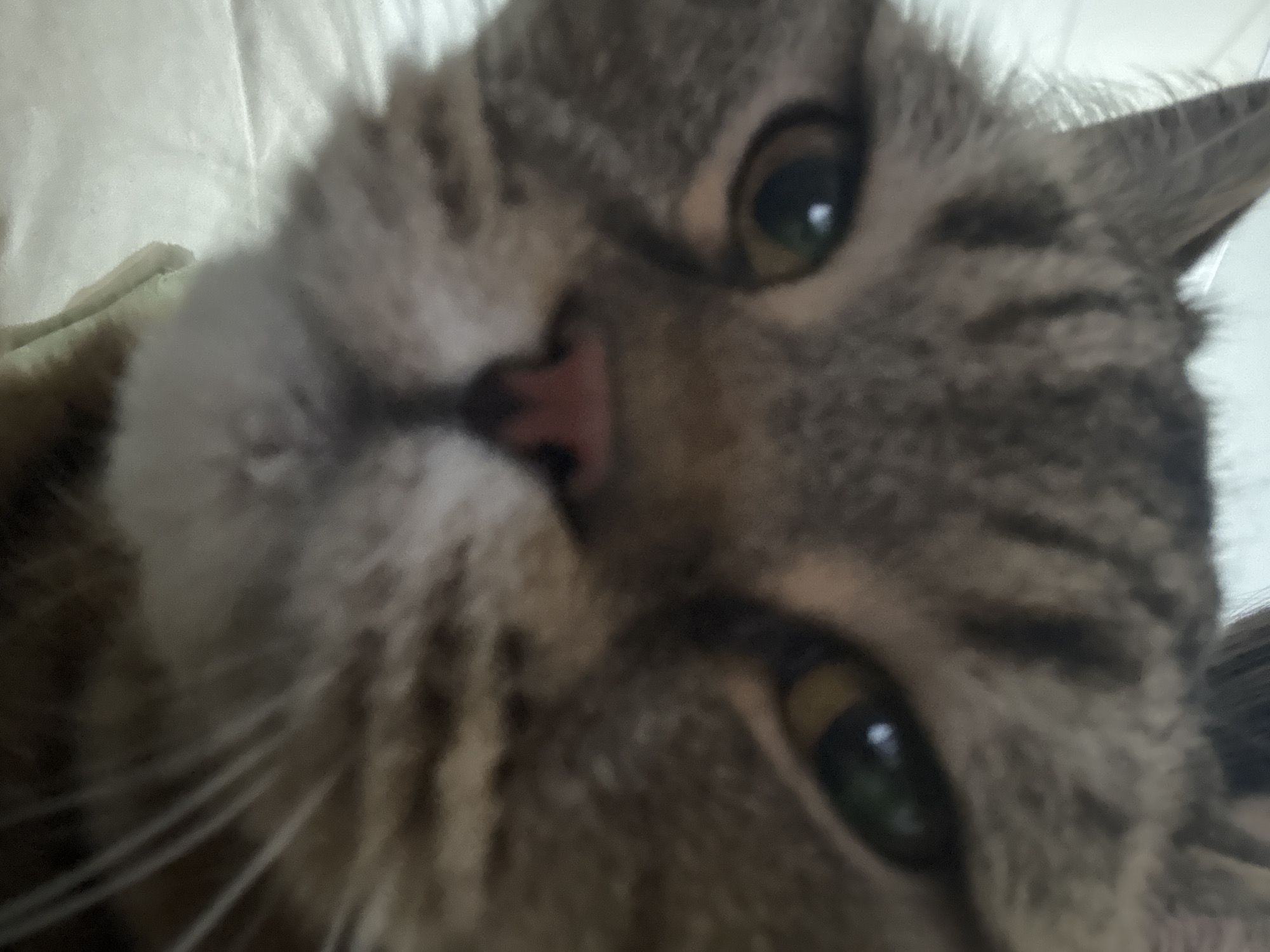 The image is a close-up, slightly blurry, selfie-style photograph of a cat's face. The cat has tabby markings with brown and gray fur. Its eyes are open, one appearing more green and the other more brown. The cat's nose is a prominent pinkish-red. The background appears to be a light-colored, textured surface, possibly bedding or a blanket. The image provides no information about a location in Mikhaylovsk, Russia, or any human presence.
