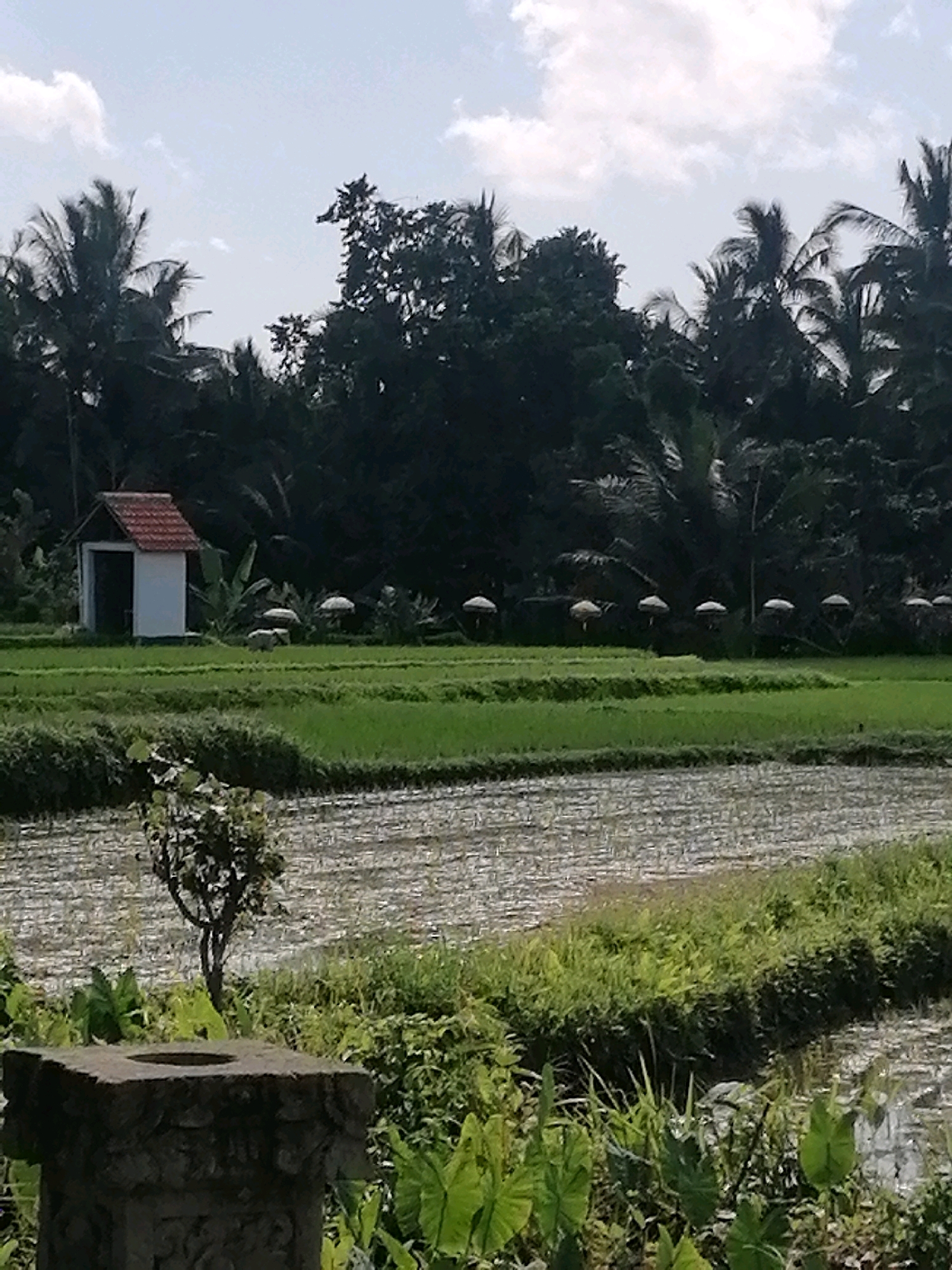 A small, white, shed-like structure with a red tile roof sits on a vibrant green field. In the background, a dense line of dark green trees, including palm trees, forms a natural border against a bright, partly cloudy sky. In front of the trees, a row of white, umbrella-like structures are visible, suggesting a cultural or ceremonial setting. The foreground shows a meticulously cultivated rice paddy, with rows of young rice plants stretching across the muddy water. The overall scene depicts a serene rural landscape in Ubud District, Indonesia, characterized by lush vegetation and traditional agricultural practices.