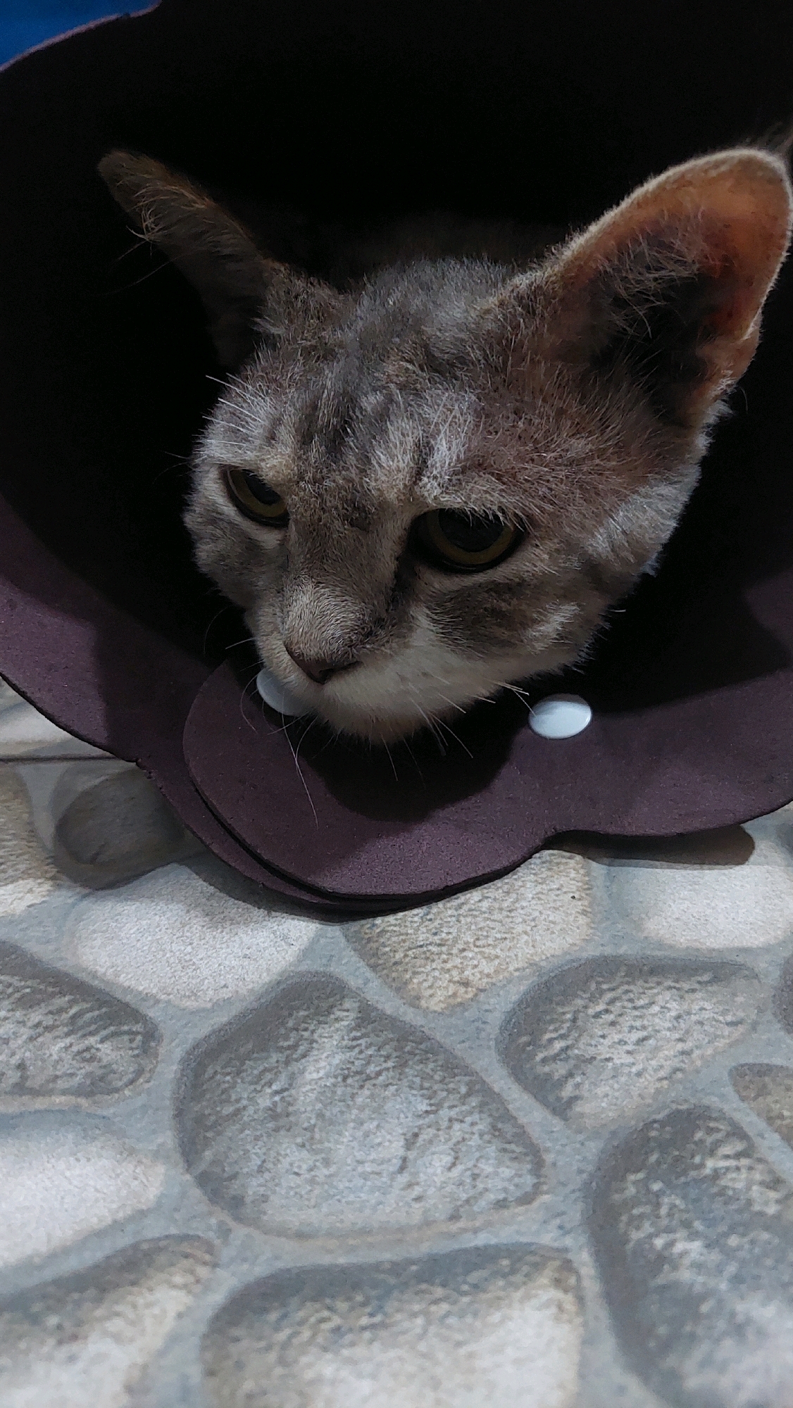 A close-up, vertical shot shows the head and neck of a gray tabby cat wearing a dark brown Elizabethan collar. The cat's face is turned to the left, with its eyes looking downwards. Its ears are perked up and slightly angled outwards. The collar is made of a soft material and secured with two small white fasteners. The background is a tiled surface with a pattern resembling cobblestones, in shades of gray and beige. The lighting is dim, casting a shadow from the collar onto the cat's face. The scene appears to be indoors, likely in a home in Bojong Gede, Indonesia.