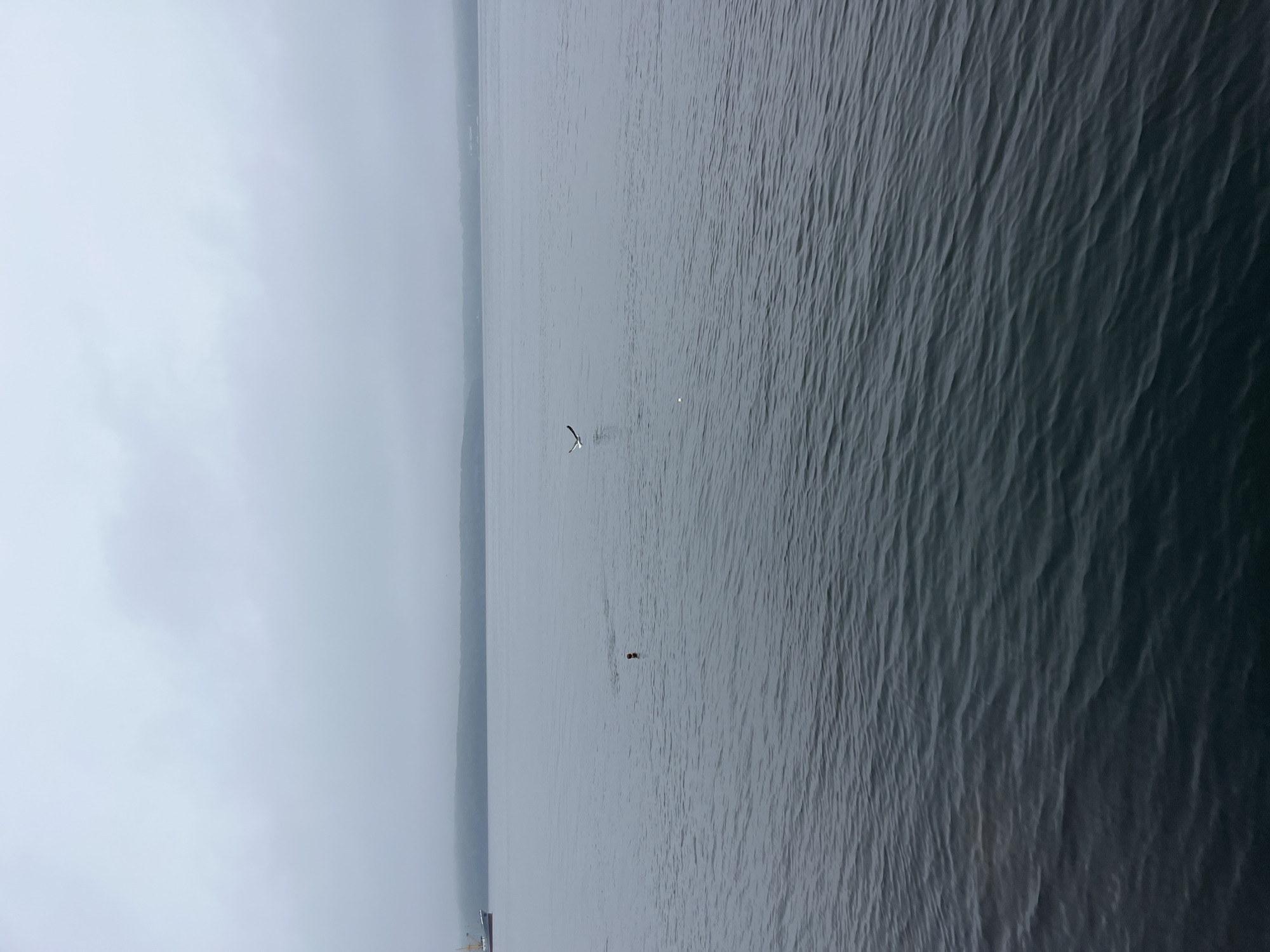 The image depicts a wide expanse of water under an overcast sky. In the distance, a tree-lined shore is visible, shrouded in fog. A ship is present on the far left of the frame. In the middle of the water, a person is partially submerged, with only their head and shoulders visible above the surface. A seagull is in flight in the middle right of the frame. The water exhibits gentle ripples. The location is the Bay of Sovetskaya Gavan', Russia.