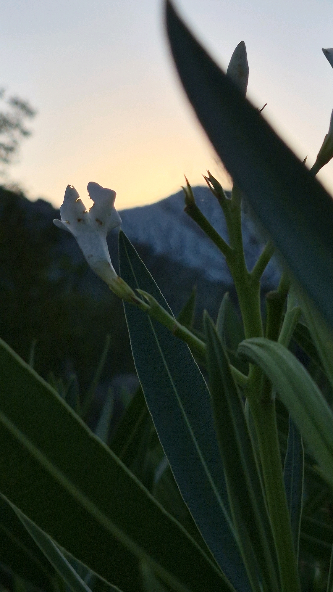 An extreme close-up shot shows a delicate white flower against a dusky sky. The flower, with its petals slightly unfurled, is positioned on the left side of the frame. Behind it, a blurred mountain range can be seen, silhouetted against the soft gradient of the sky, transitioning from a pale blue at the top to a warm orange-yellow near the horizon. Green foliage dominates the foreground and right side of the image, with long, slender leaves and stems obscuring parts of the background. The overall impression is one of natural tranquility, with the flower serving as the central point of focus against a backdrop of serene natural beauty. The location is Unknown, Unknown.