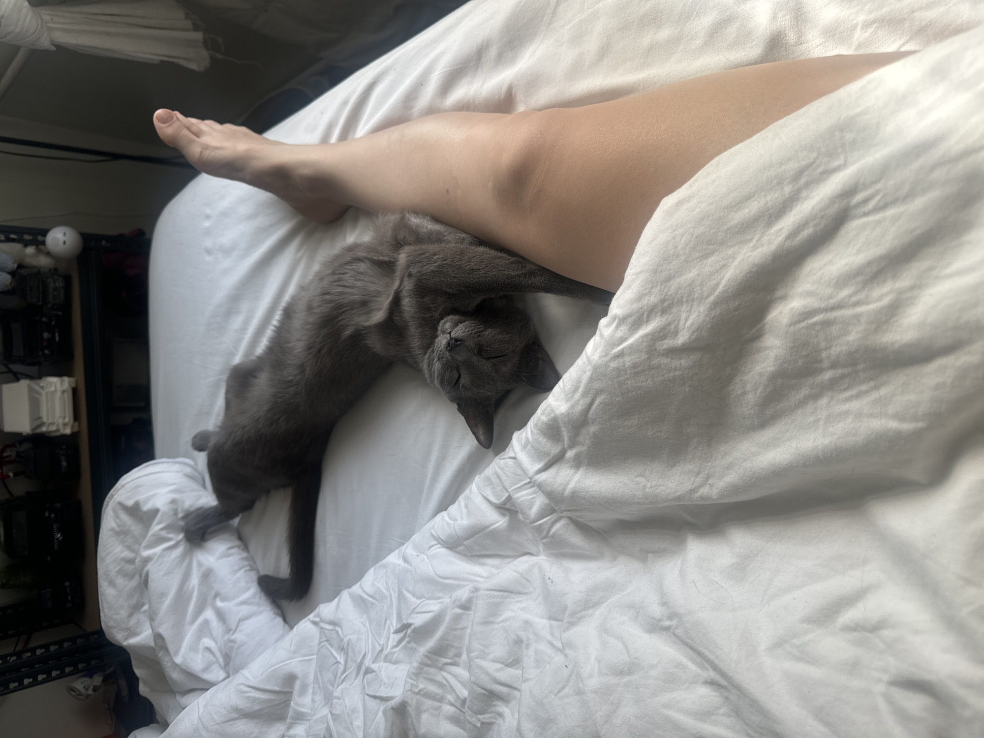 A gray cat lies on a white bed, with a human leg partially covering it. The cat appears to be sleeping or resting. The bed is covered with white sheets. A person's foot is visible in the upper left corner of the image. A dark cabinet with electronic equipment is visible in the left background. It is not possible to determine the location is Moscow, Russia based on the content of the image.