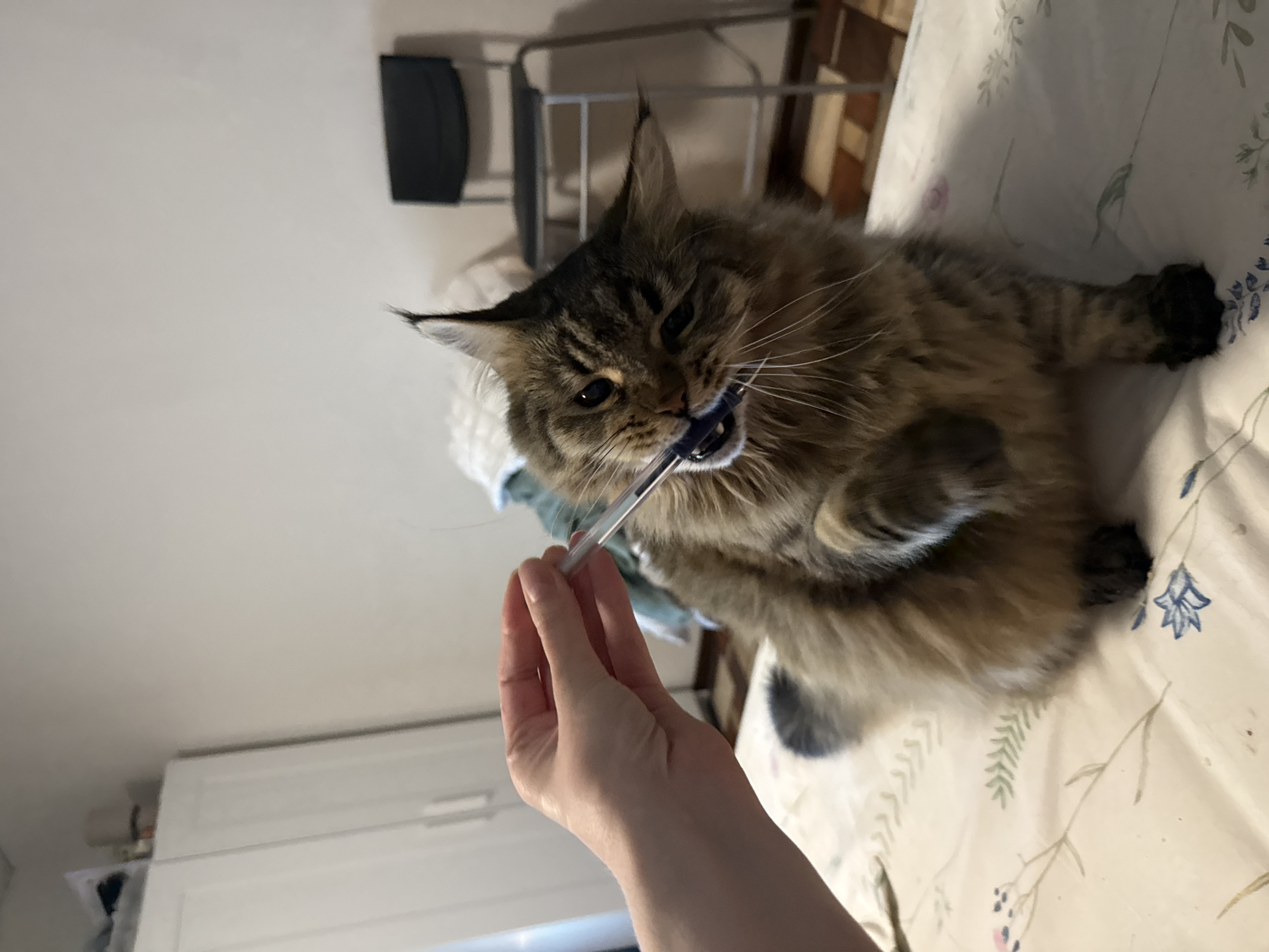 A person's hand is holding a clear, blue-tipped object, possibly a pen or similar item, which a fluffy brown tabby cat is biting. The cat is lying on a bed with a floral pattern bedspread. In the background, there is a grey folding chair and a white wardrobe. The location is not identifiable as Izhevsk, Russia, from the given image content.
