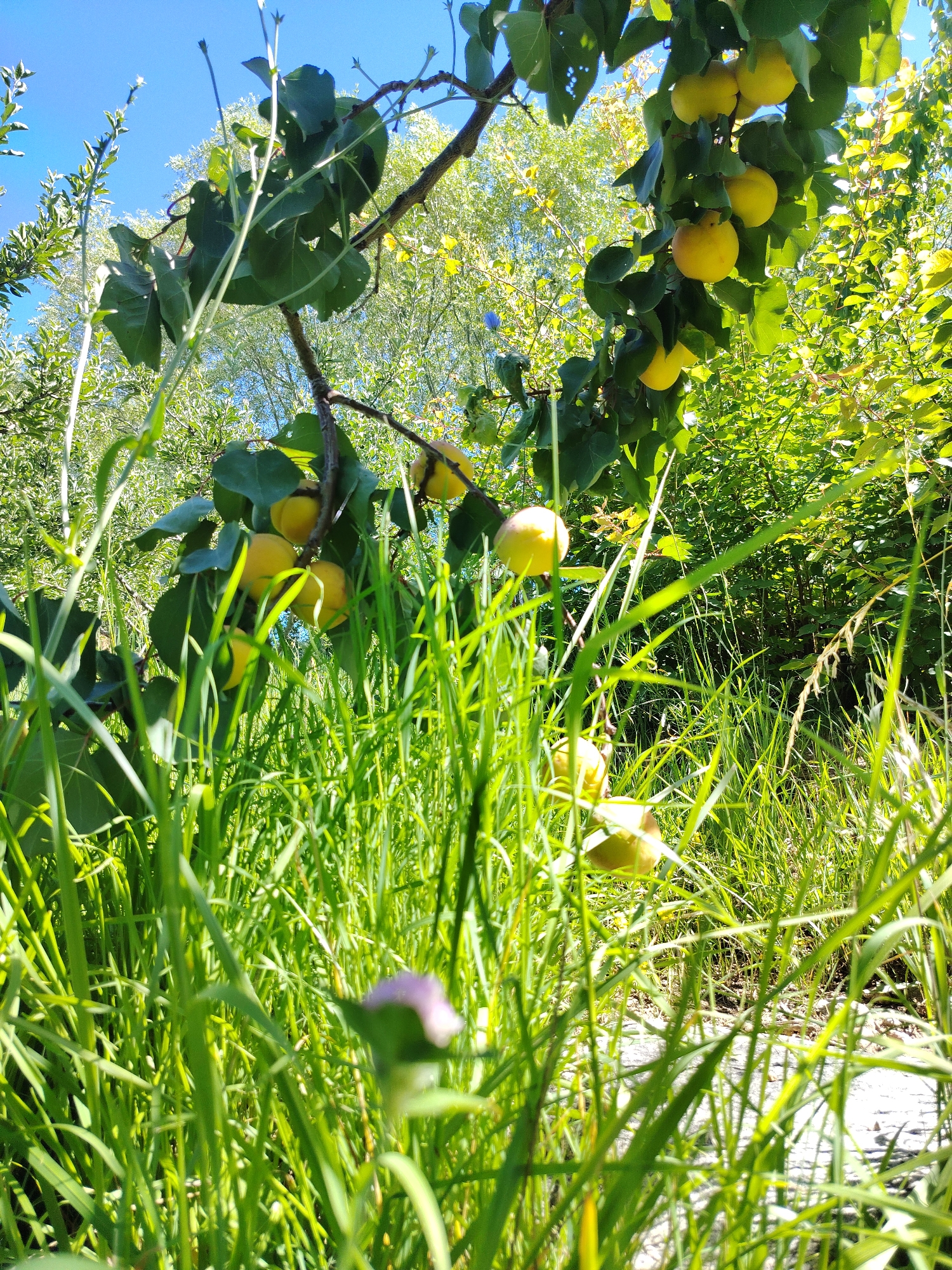 An apricot tree laden with ripe fruit is the central focus of this low-angle shot, set against a bright blue sky. The foreground is dominated by tall, lush green grass, with a blurry purple flower visible towards the bottom left. The apricots, predominantly yellow and round, hang in clusters from thin branches, some partially obscured by the leaves of the tree and the tall grass. The background reveals more greenery and trees, bathed in sunlight, suggesting an outdoor, natural setting. The scene appears to be a warm, sunny day, likely in a rural or garden environment. The image is taken in Cholpon-Ata, Kyrgyzstan.