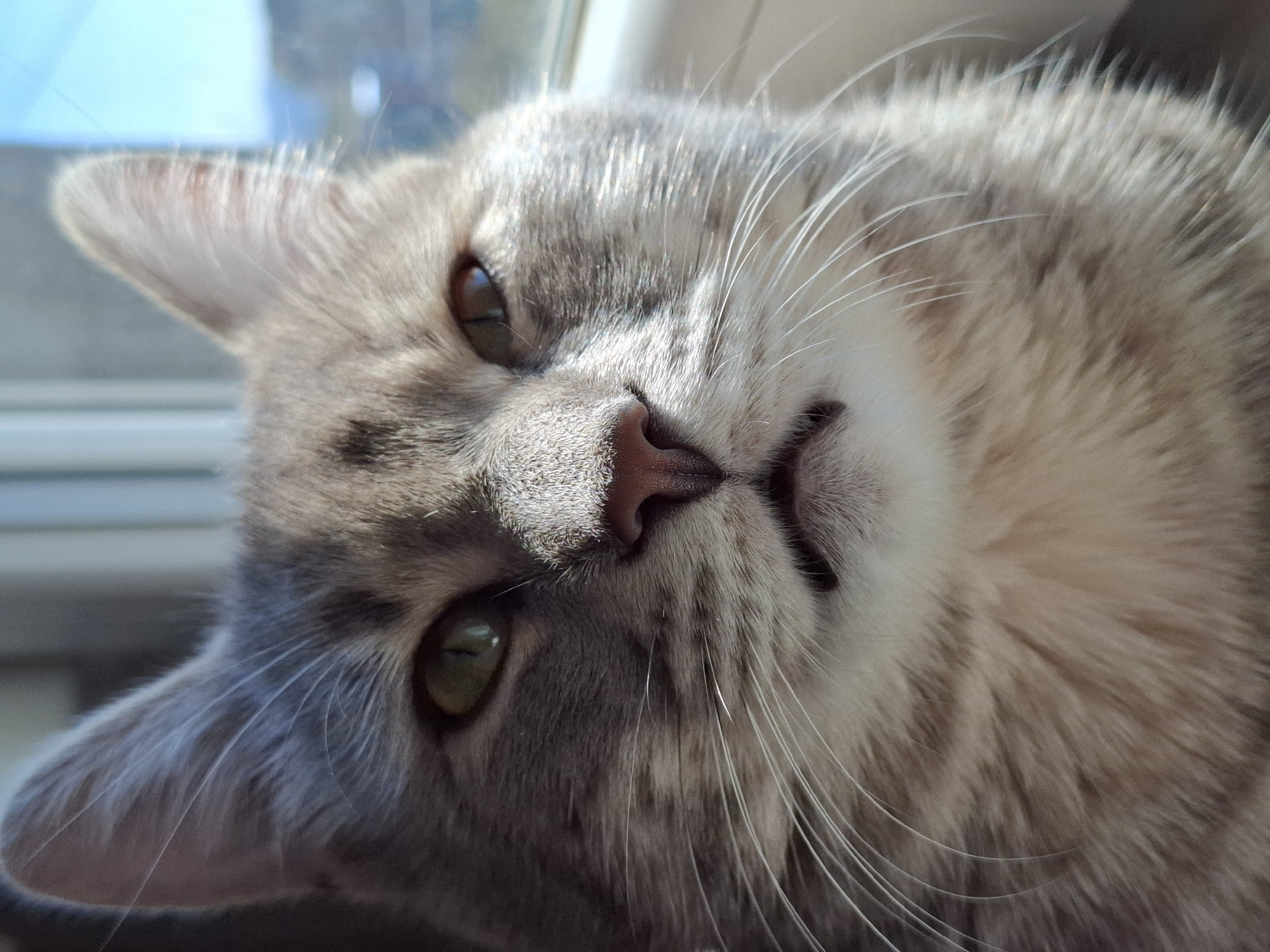 A close-up, angled portrait captures a domestic cat lying down, looking directly towards the viewer. The cat has a light grey and tan tabby coat with prominent white whiskers and softer white fur on its underside. Its eyes are a distinct brownish-green, and its nose is a pinkish-brown.
Strong natural light, likely sunlight, illuminates the cat from the top right, creating bright highlights on its fur, particularly on its forehead, whiskers, and the inner texture of its ears. This lighting suggests it is daytime. The background is shallowly focused and blurry, showing indistinct light blue and white shapes, possibly indicating an indoor setting near a window. The cat appears calm and relaxed, with a gentle, curious expression. No specific activities beyond resting or observing are evident. No text is visible in the media file.