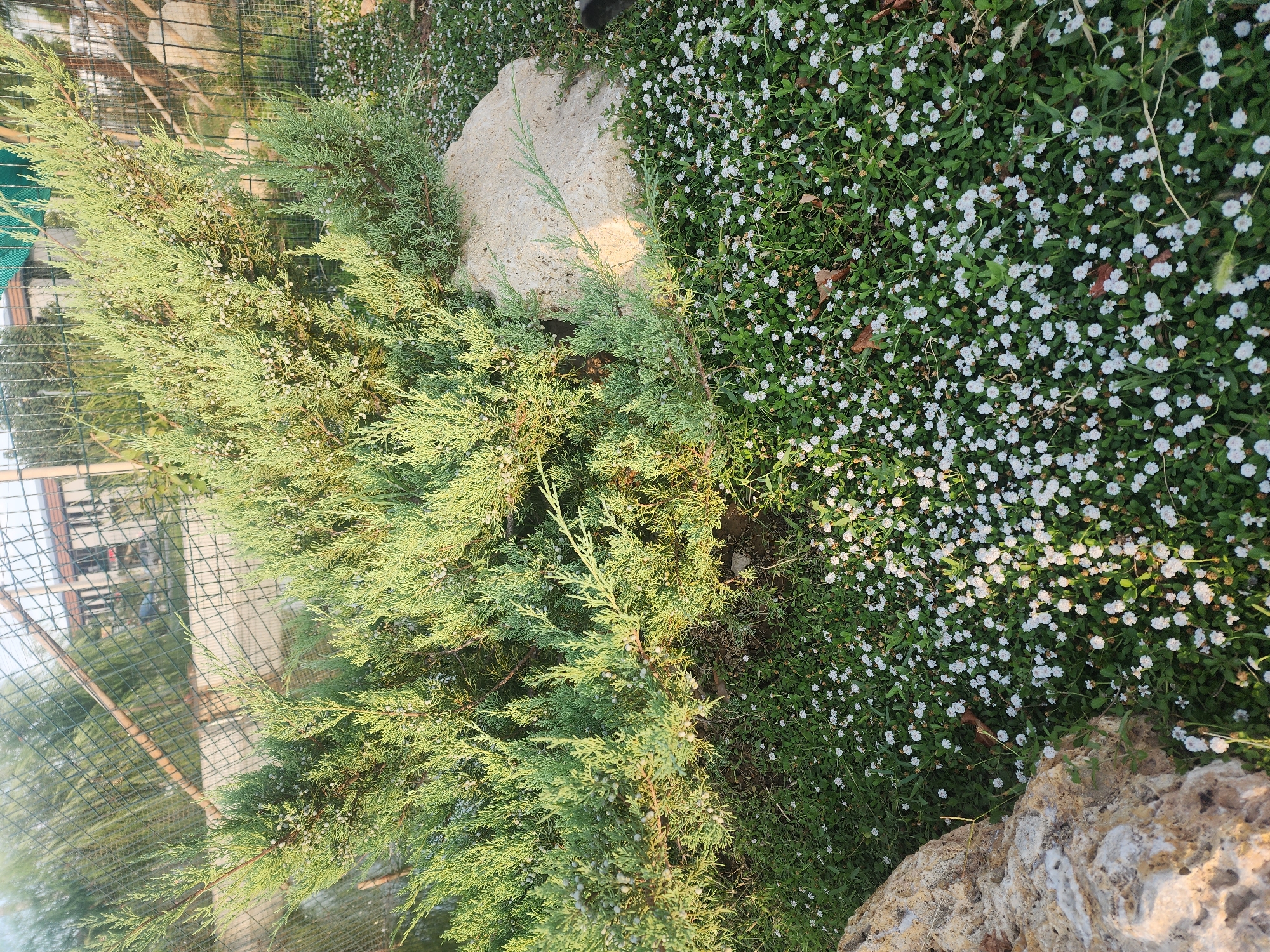 A close-up, eye-level outdoor shot captures a landscape scene in Chirchik, Uzbekistan. In the foreground, a dense ground cover of lush green foliage is dotted with numerous small, white, clover-like flowers. To the left, a large, rough-textured, tan-colored boulder is partially visible, with its lower portion extending out of frame. In the center and extending to the right, a large, bushy evergreen shrub with needle-like leaves and small, berry-like cones dominates the scene. Behind the shrub, a tan-colored rock, similar in texture to the boulder in the foreground, is situated. The background reveals a wire fence, with bamboo poles running horizontally behind it, and a building with a tiled roof. The overall impression is one of a garden or park setting, bathed in natural light.
