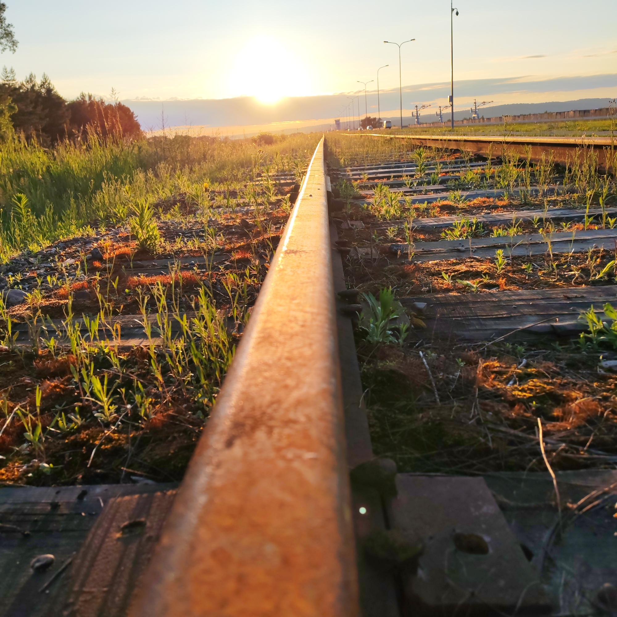 The image presents a low-angle view of railway tracks bathed in the warm, golden light of either sunrise or sunset. A single rusty metal rail dominates the immediate foreground, leading the viewer's eye diagonally from the bottom right towards the bright sun near the horizon.
The ground between and around the weathered wooden railway sleepers is overgrown with vibrant green grass and various small plants, which are illuminated by the strong, low-angle sunlight, creating highlights and casting soft shadows. This lighting also imparts a reddish-orange tint to patches of moss or dry earth.
In the mid-ground and background, the railway tracks continue into the distance. To the left of the tracks, a dense line of trees, likely conifers, forms a dark silhouette against the glowing sky. To the right, a series of modern streetlights or utility poles parallels the tracks, receding into the background. Further in the distance on the right, faint structures resembling industrial equipment, possibly associated with railway infrastructure or overhead lines, are visible, along with a long, low wall or barrier. The sky features some light clouds near the horizon, tinted by the warm sunlight.
The overall scene combines elements of nature with human-made infrastructure, suggesting a location at the edge of an urban or industrial area, consistent with the context of Chaikovsky, Russia. There are no people visible, and no discernible text.