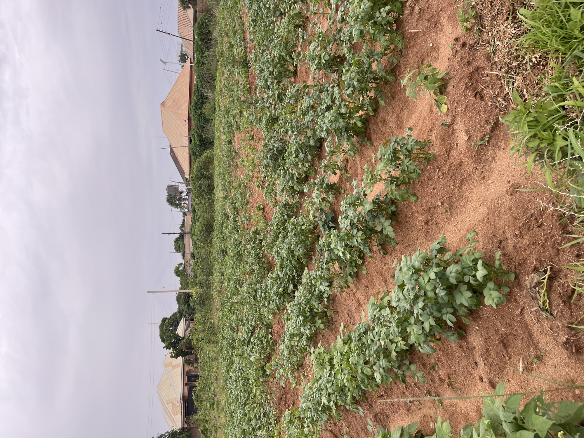 In Bukuru, Nigeria, an agricultural field is shown with rows of healthy green potato plants growing in the reddish-brown soil. The plants are low-lying and leafy, with visible stems and numerous leaves. The field is organized into neat rows, suggesting careful cultivation. In the background, several houses with distinctively sloped, orange-colored roofs are visible. The sky is overcast with a soft, diffused light, indicating a cloudy day. Some sparse vegetation, including grass, is present at the edges of the field and in the foreground. Power lines and utility poles are also visible in the distance, integrated into the landscape.