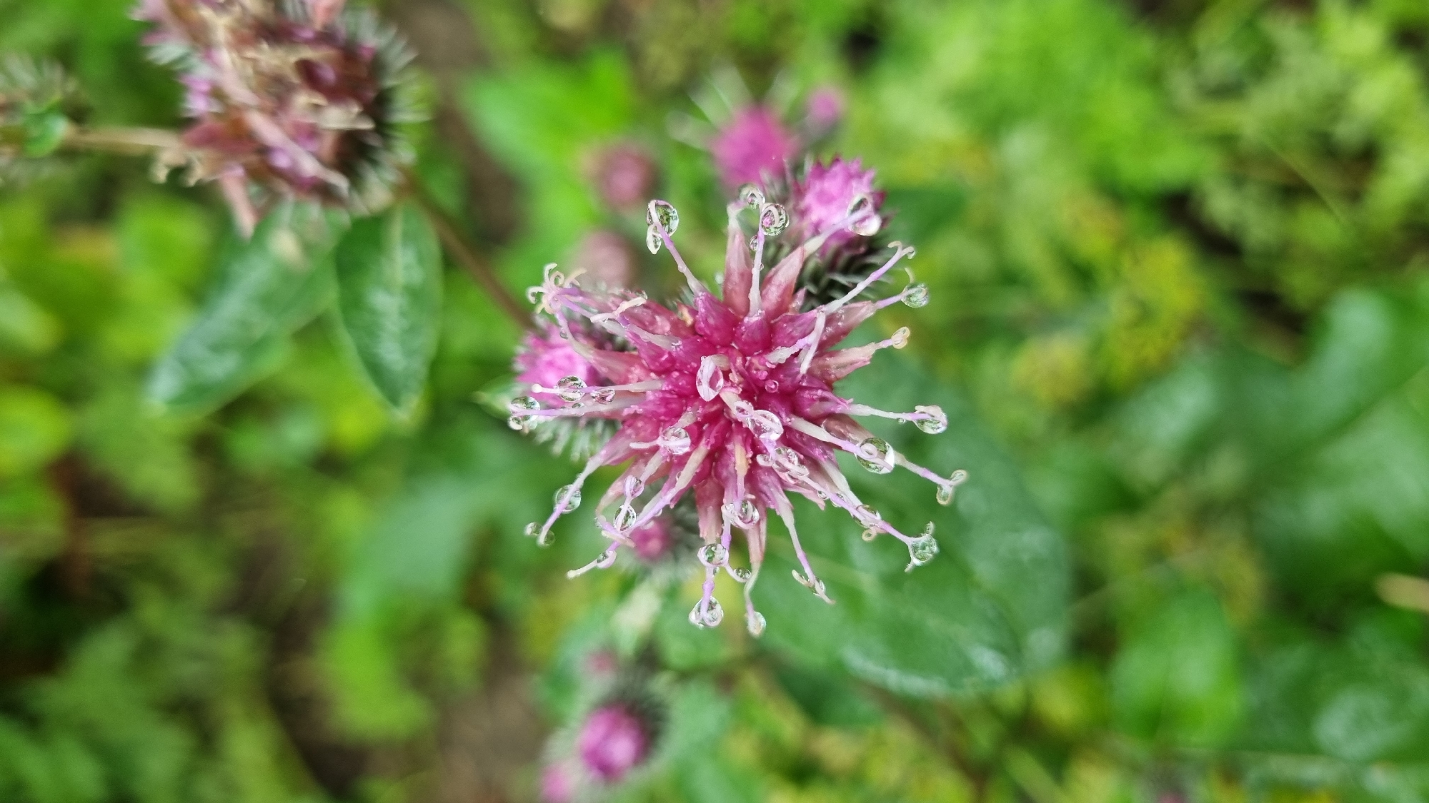 An extreme close-up, eye-level shot showcases a single, prickly, pink thistle-like flower covered in water droplets. The flower is in sharp focus in the center of the frame, with its delicate, spiky petals radiating outward. Tiny, clear droplets cling to the tips of these petals, reflecting light. In the background, out of focus, are more of the same pink flowers and lush green foliage, suggesting a garden or natural setting. The lighting is soft and diffused, typical of an overcast day or shaded area. The composition is tight, emphasizing the intricate details of the flower and the refreshing moisture it holds.
