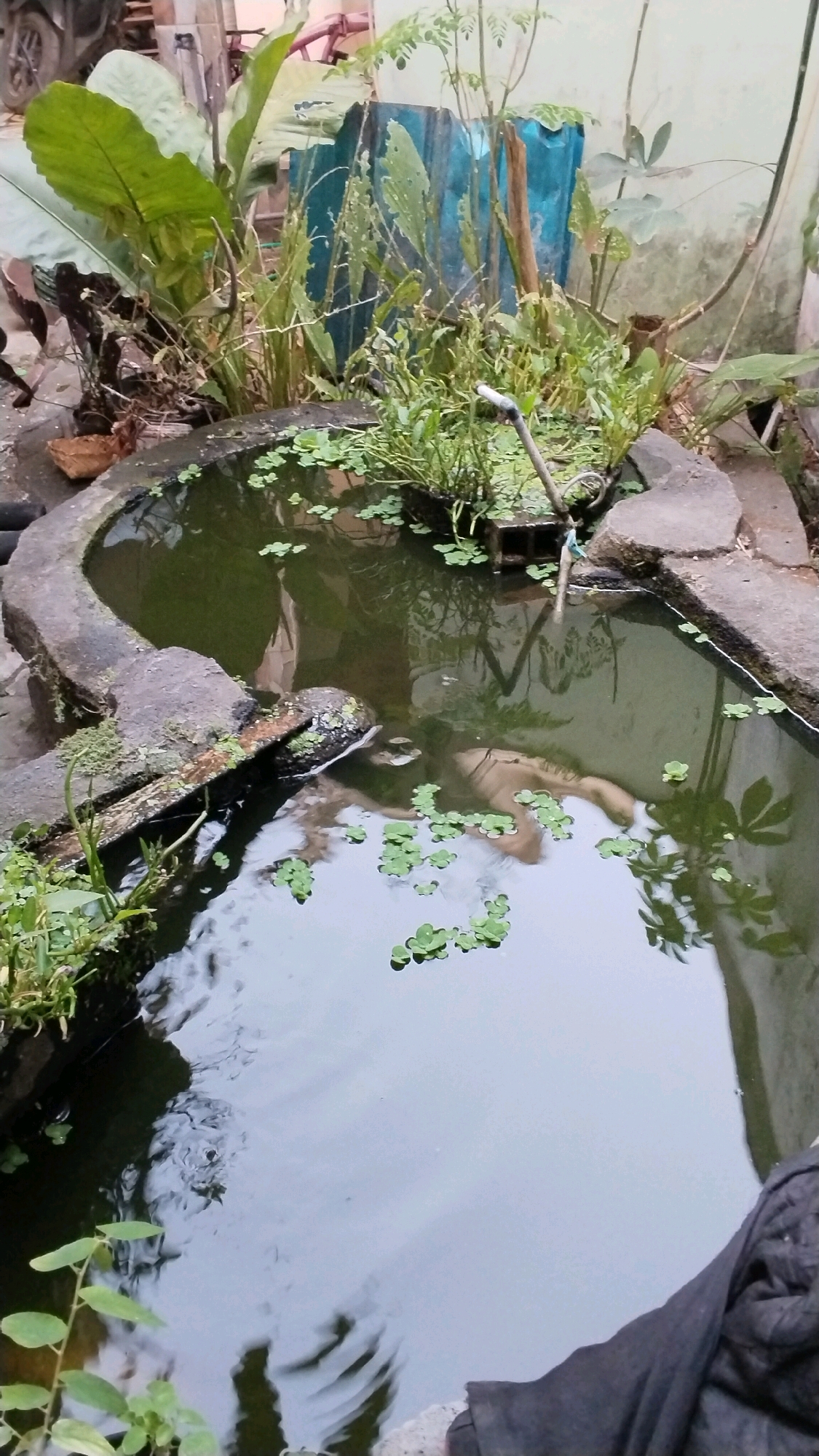 The image shows a small, irregularly shaped pond with concrete borders, likely in Penompo, Indonesia. The pond is partially filled with dark water and covered with floating green plants, possibly duckweed. A metal pipe extends into the water from the edge of the pond. The surrounding area is overgrown with various types of plants and foliage. In the background, there are hints of a building or structure, possibly a wall, and some discarded materials including what appears to be a blue plastic sheet and a section of a motorcycle. The lighting suggests it is daytime, with some overcast conditions contributing to the muted colors.