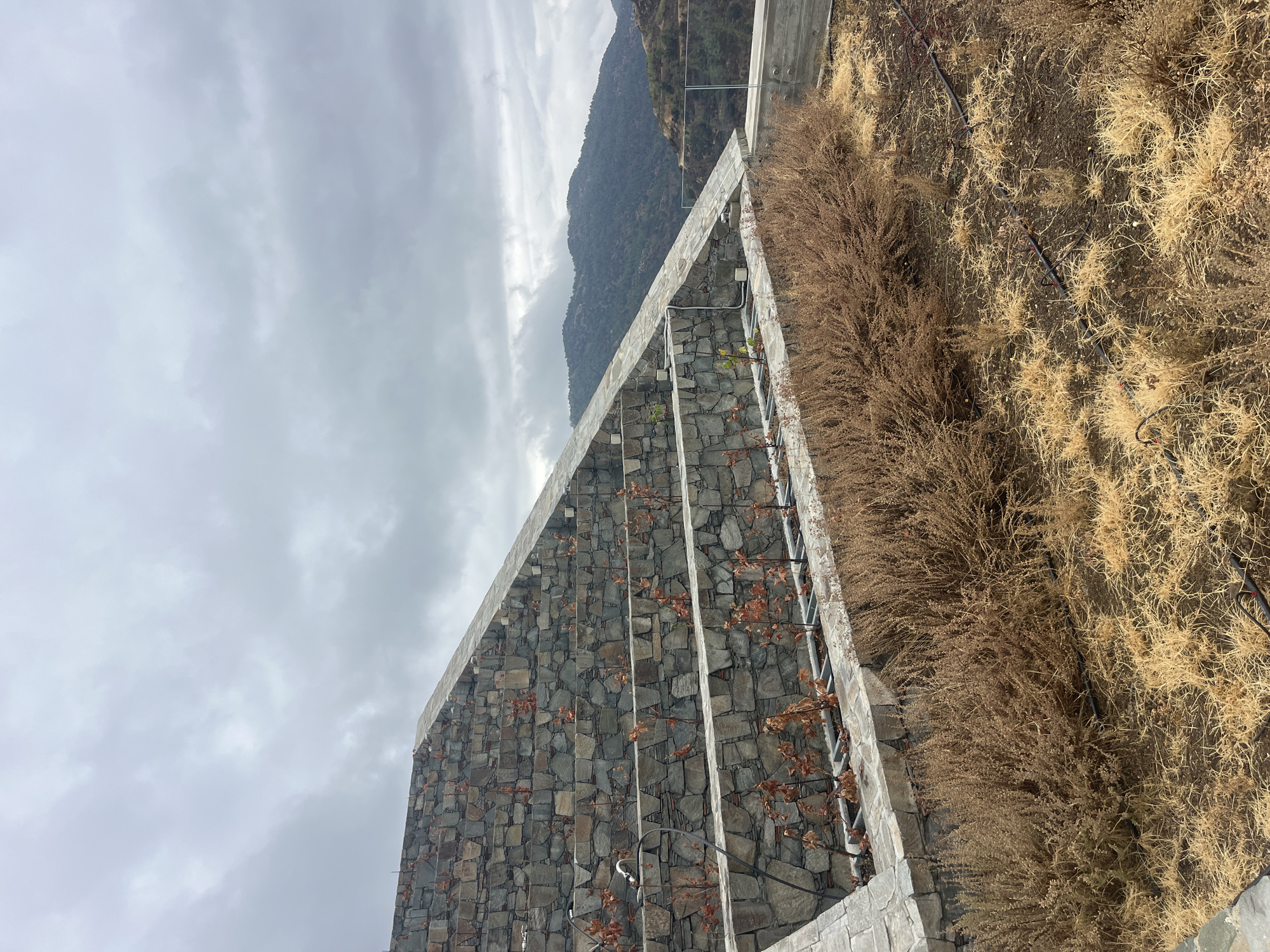 The image depicts a terraced landscape constructed with natural stone walls, likely part of a landscaping project in Kalopanagiotis, Cyprus. The terraces are planted with young, bare-branched saplings, presumably vines, supported by a metal trellis system. In front of the terraces, dry, straw-colored shrubs and grass cover the ground, interspersed with visible irrigation tubing and emitters. A concrete railing with glass panels is situated to the right, overlooking a valley with rolling, tree-covered hills under a cloudy sky. The overall scene suggests an outdoor location, possibly a vineyard or garden, in a mountainous or hilly region.