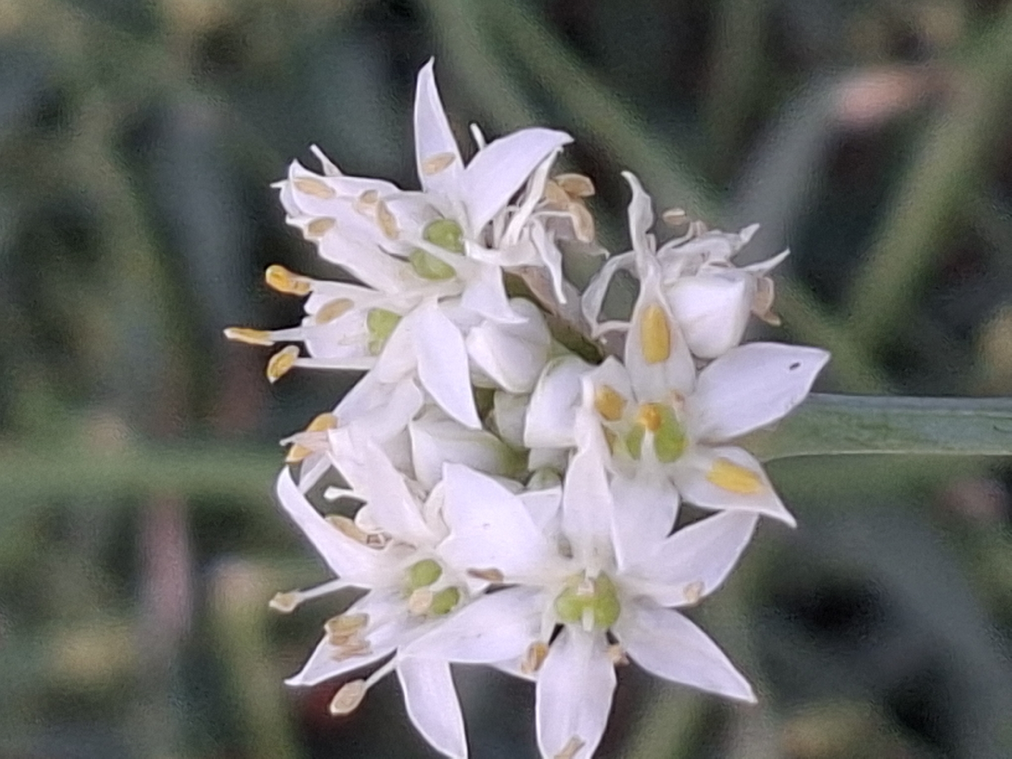 The image displays a close-up, slightly blurry photograph of a cluster of small white flowers with yellow anthers, growing on a green stem. The background is a soft, out-of-focus blur of green and some muted brown or pinkish tones, suggesting foliage or a natural setting. There are no people, animals, or man-made structures visible. The image does not provide any specific visual cues that would allow for the determination of its location within the city of Almaty, Kazakhstan.