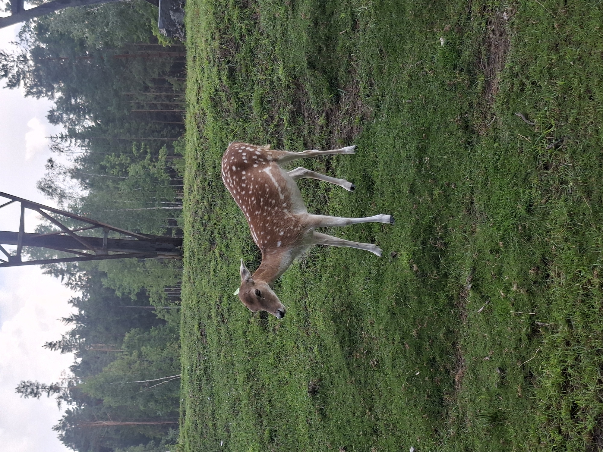 A young fallow deer with white spots on its reddish-brown coat stands in a grassy area in Karčiupis, Lithuania. The deer is facing to the left, with its head lowered and ears pricked. The background consists of a dense forest with various trees, and a portion of a tall, dark metal structure, possibly a pylon or part of an industrial facility. The ground is covered in green grass with some patches of bare earth. The sky is overcast.