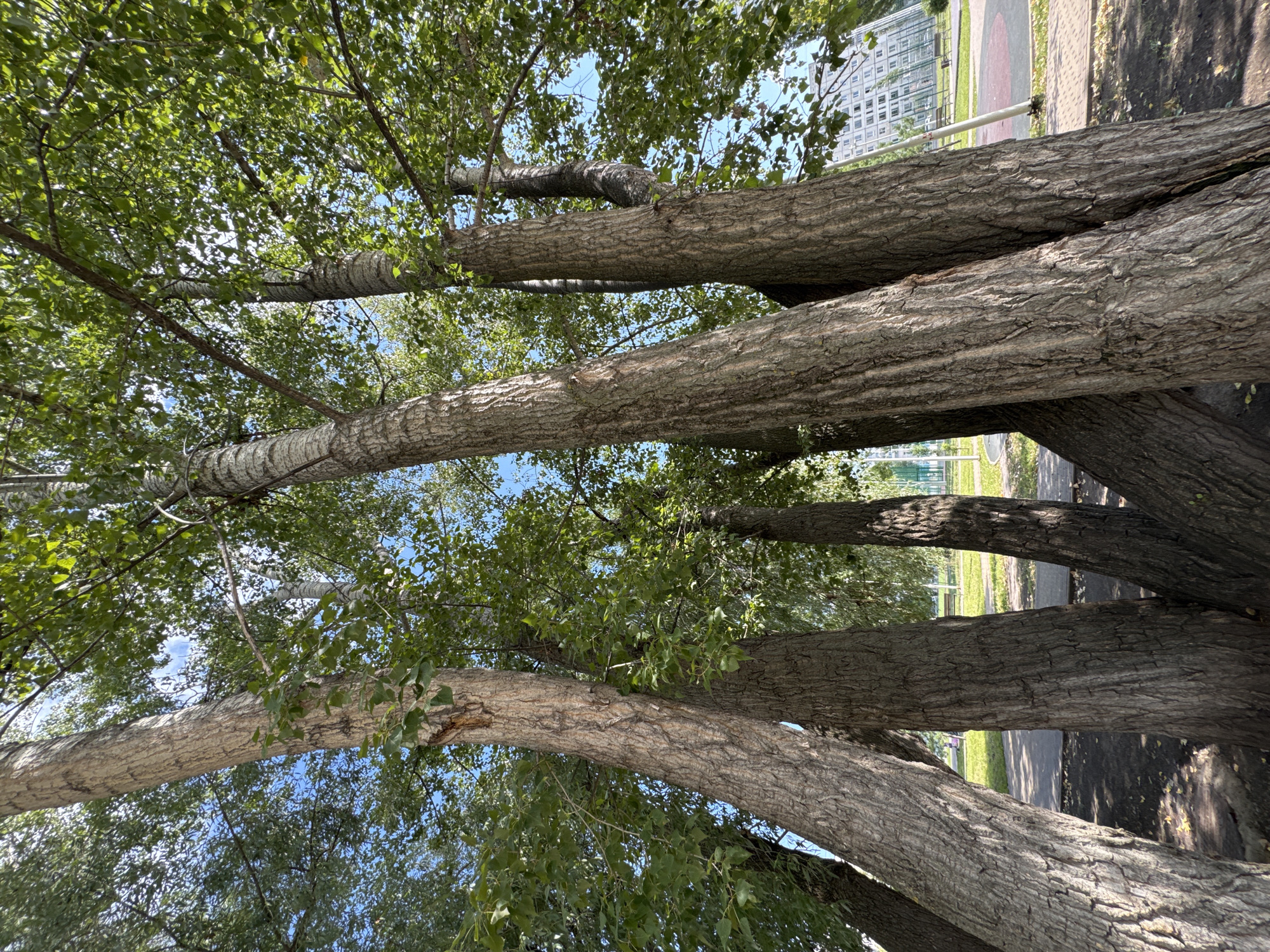 This image depicts a cluster of tall trees with rough, textured bark, seen from a low-angle perspective looking upwards towards the canopy. The leaves are green and lush, suggesting a warm season. In the background, a paved path, a grassy area, park benches, and a modern, multi-story building with visible windows can be observed. The sky is blue with some clouds. The location is identified as Ufa, Russia. There are no people or animals clearly visible in the foreground or mid-ground. The environment suggests a park or a green space within an urban setting.