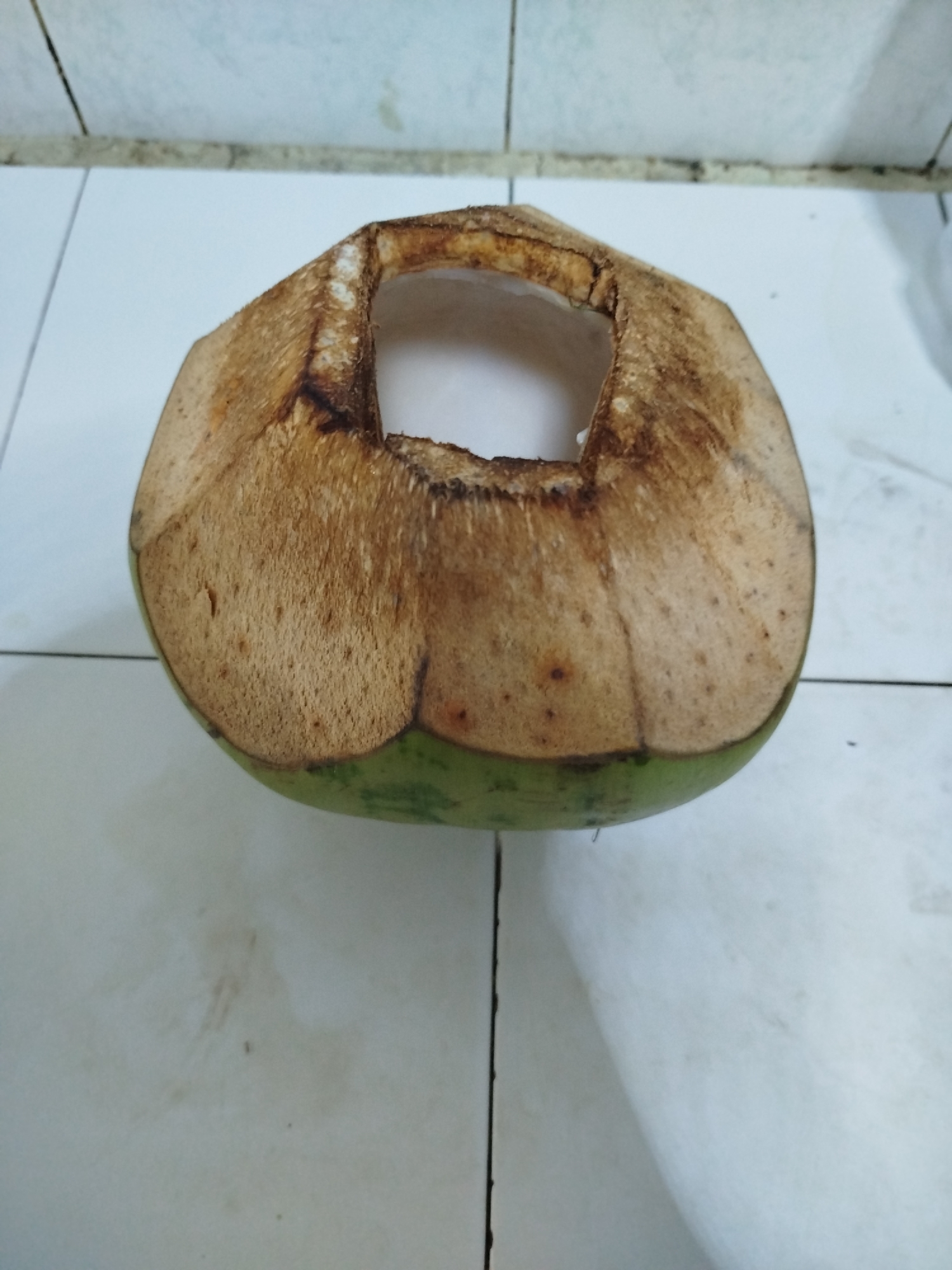 A young coconut, its top cut off to reveal a hollow interior, rests on a tiled surface. The coconut has a green base that transitions to a fibrous brown husk. The opening at the top is uneven, with some of the fibrous material protruding. The tiled floor is white with visible grout lines and some minor discoloration, suggesting it may be an outdoor or semi-outdoor setting. The background consists of light-colored, vertically oriented tiles, also with visible grout. The lighting is diffused, casting a soft shadow to the right of the coconut. The scene appears to be in a casual or domestic setting.