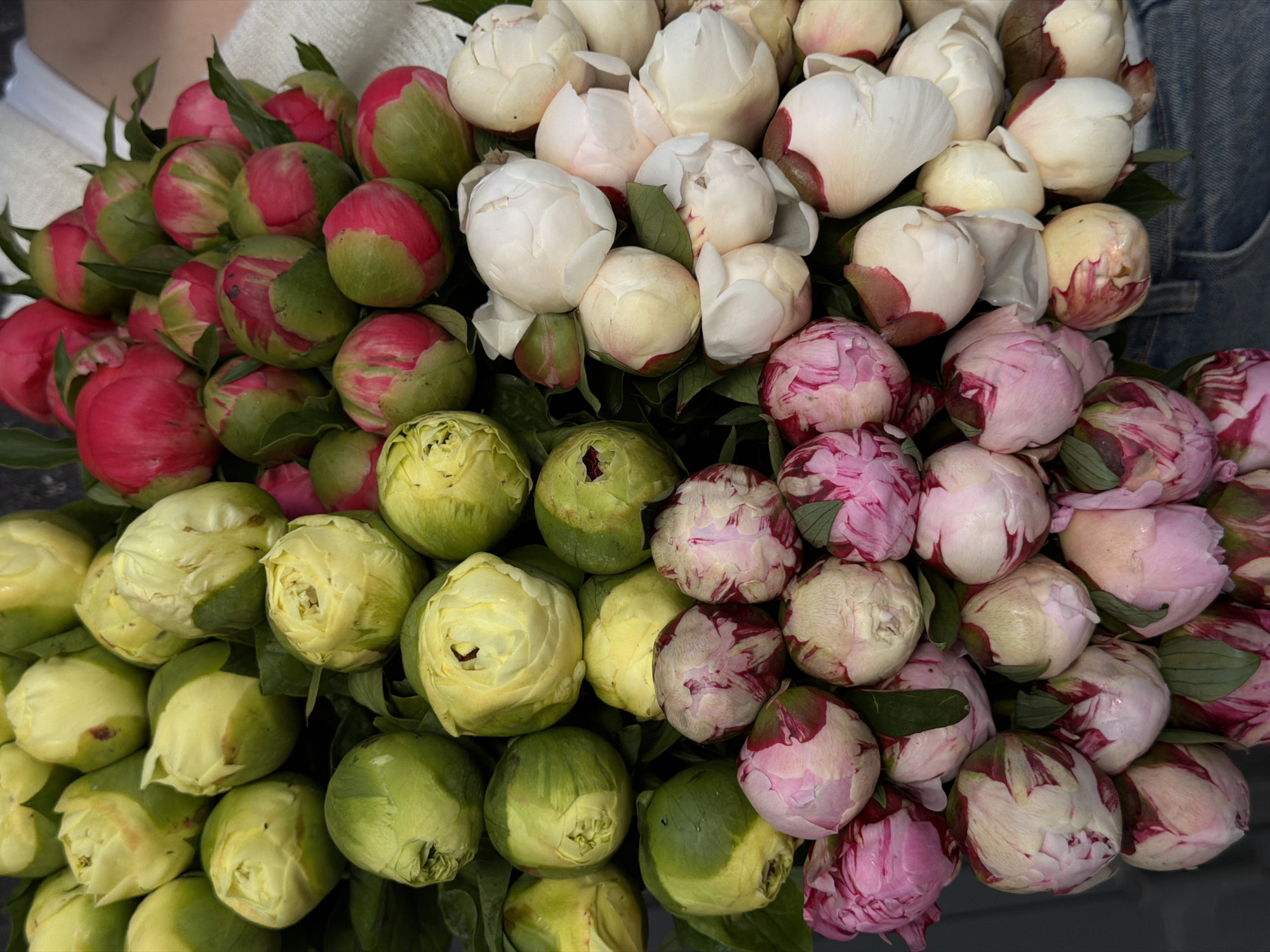 A close-up shot displays a dense bouquet of various peony buds, ranging in color from vibrant pink and red to creamy white and shades of green. The buds are tightly packed together, suggesting a lush and full arrangement. The background is blurred. Some clothing can be seen, including a denim jacket and a white shirt. There is no discernible evidence to indicate this photo was taken in Krasnoyarsk, Russia.