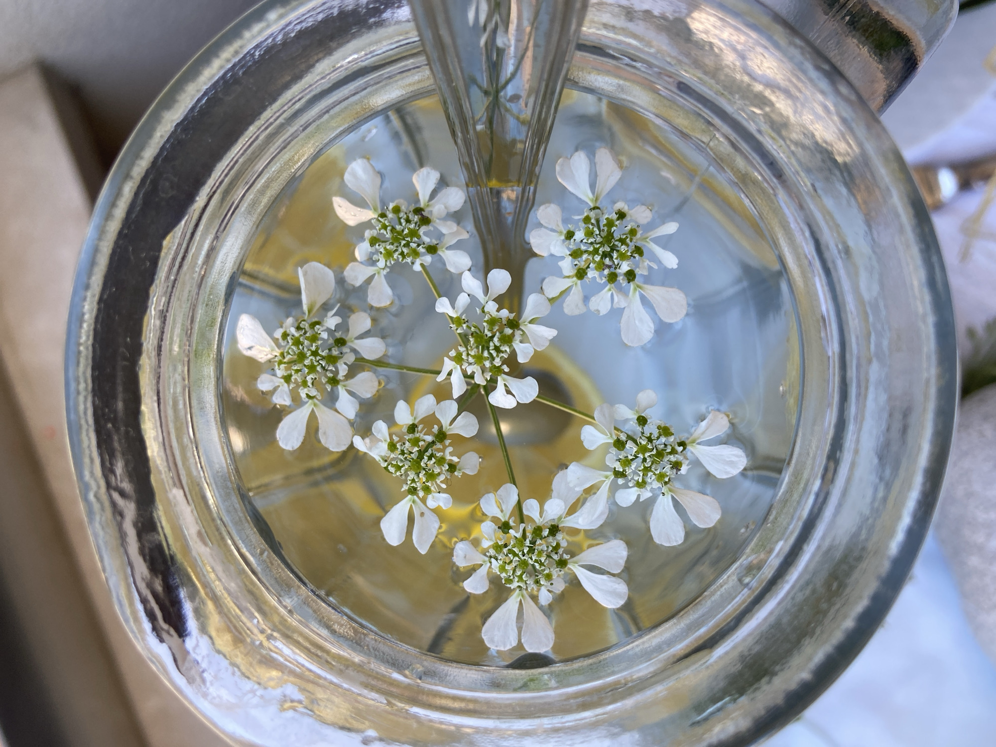 A top-down, close-up shot shows a clear glass jar filled with water. Seven small white Queen Anne's Lace flowers, with their green and white centers, float in the water. A silver object, possibly a spoon or other utensil, is partially submerged in the jar. The glass jar has thick walls, creating a distorted view of the background, which appears to be a muted outdoor setting. The photograph was likely taken in Budva, Montenegro, as that was the request for the location of this image.
