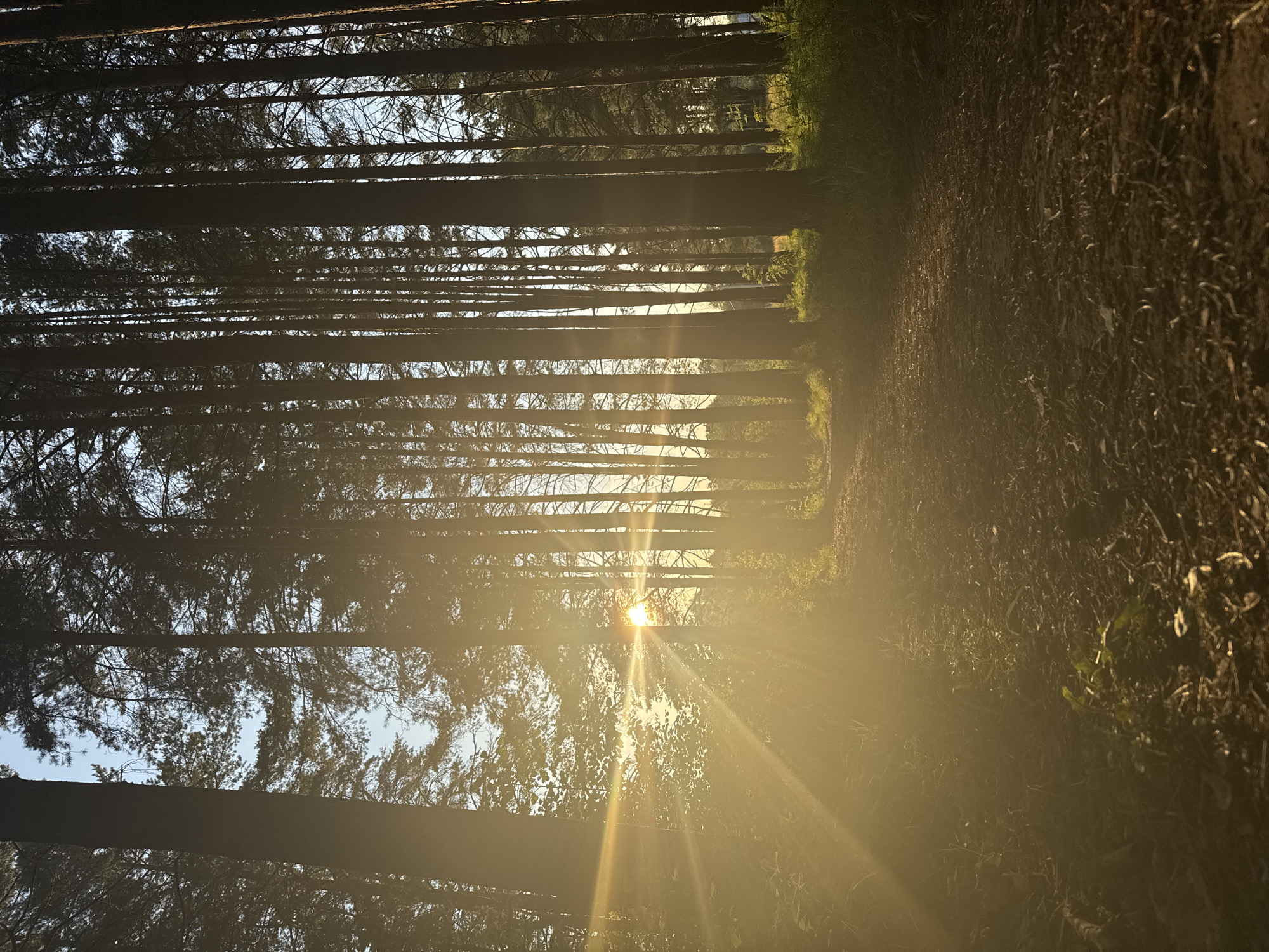 The image depicts a forest path bathed in the golden light of the setting sun. Tall pine trees line the path, creating a dense canopy that allows shafts of light to pierce through. The ground is covered in a mixture of soil, fallen leaves, and grass. The sun's rays create a lens flare effect, adding a warm glow to the scene. There are no people or animals visible in the image. The scene is serene and tranquil, characteristic of a natural forest setting. The location is identified as being in the city of Chaikovsky, Russia.