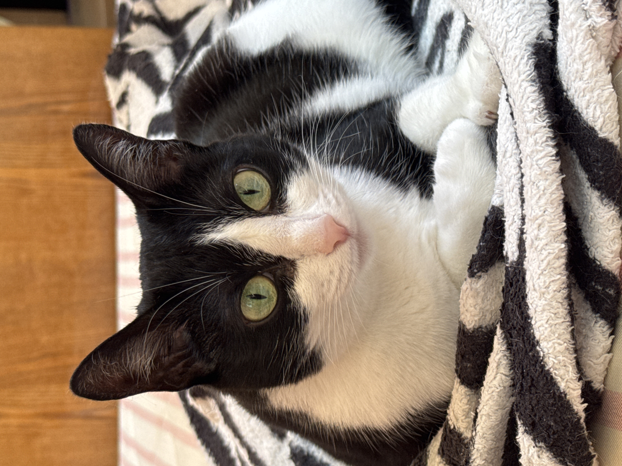 A black and white cat lies on a black and white striped towel. The cat is predominantly white with black patches on its head and back. It has green eyes and a pink nose. The cat is looking up at the camera with its front paws curled. The background includes a wooden surface partially visible in the upper left corner. There is no visible evidence to confirm the location of the image in Chaikovsky, Russia.