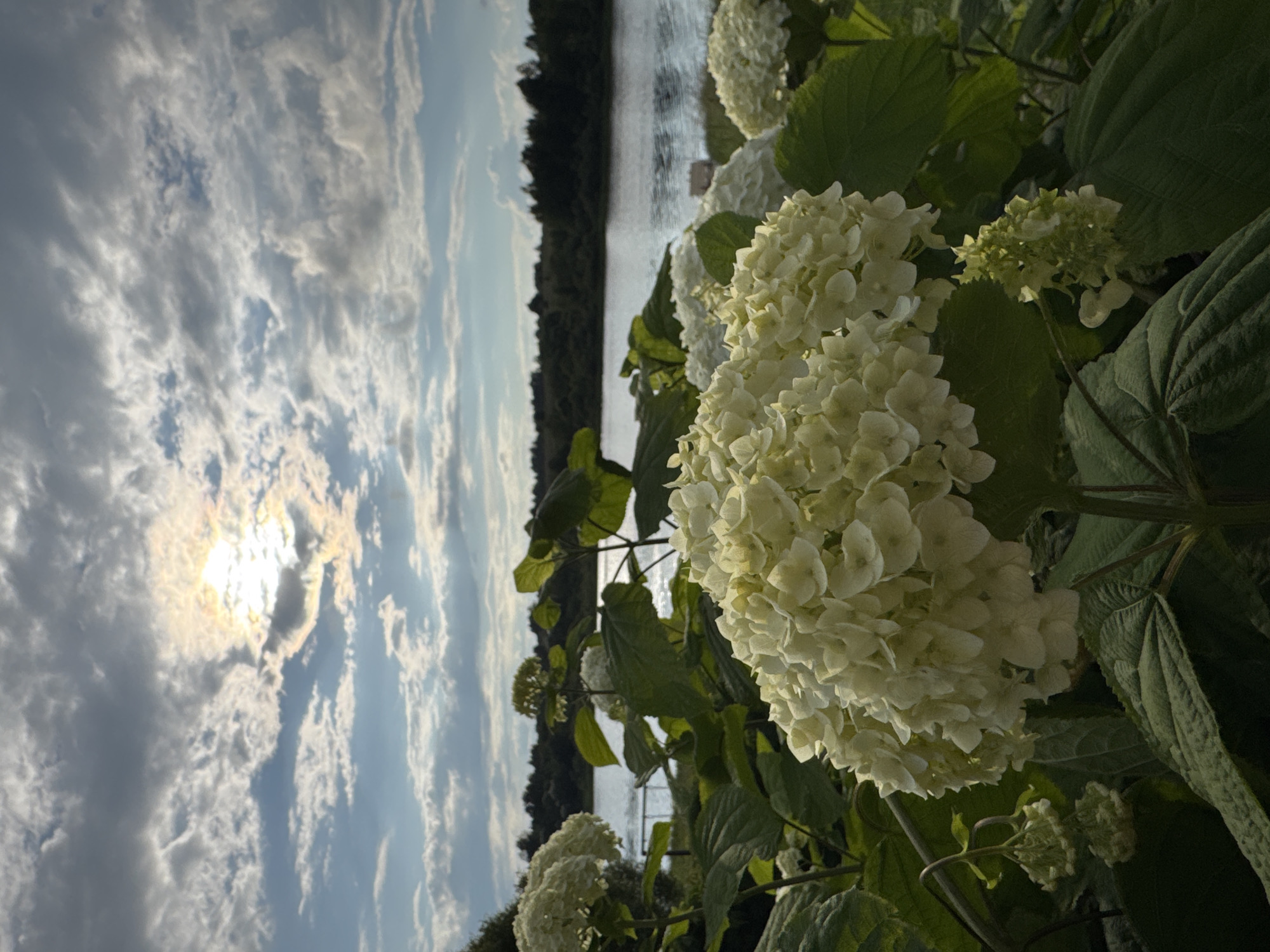 In Sitno, Russia, a vertical medium shot captures a cluster of white hydrangeas in the foreground, their delicate petals illuminated by the sun. Behind them, a tranquil river flows, bordered by a dense line of trees. The sky above is a dramatic canvas of clouds, with the sun peeking through, casting a bright glow. A subtle wooden fence is visible along the riverbank. No people are present in the scene.