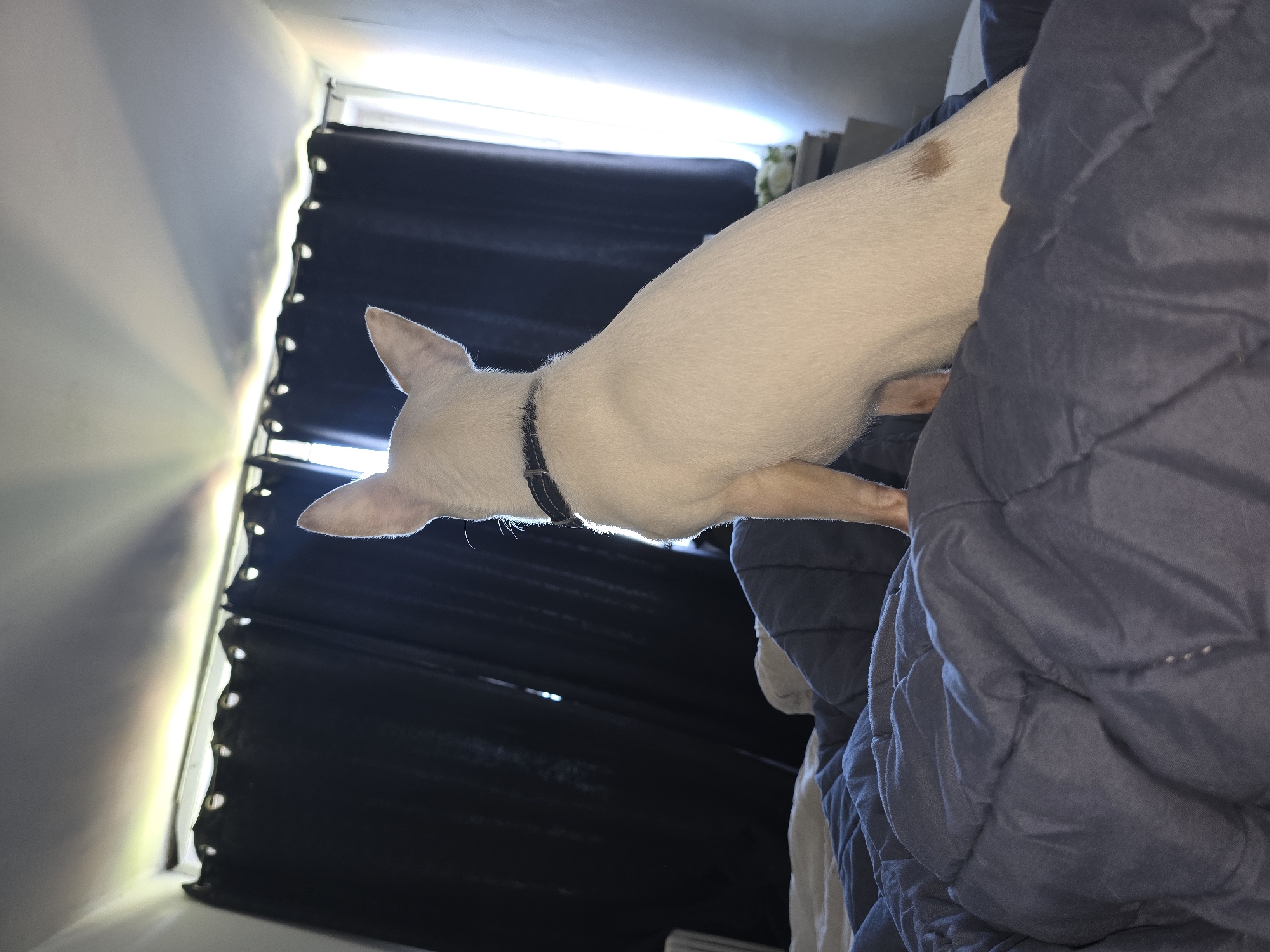 A low-angle shot shows a pale tan dog with large pointed ears and a dark collar resting on a blue quilted blanket. The dog is oriented horizontally, with its head near a window covered with black vertical blinds. The window is illuminated by bright natural light. The scene appears to be indoors. There is no evidence suggesting the location is Hem, France.