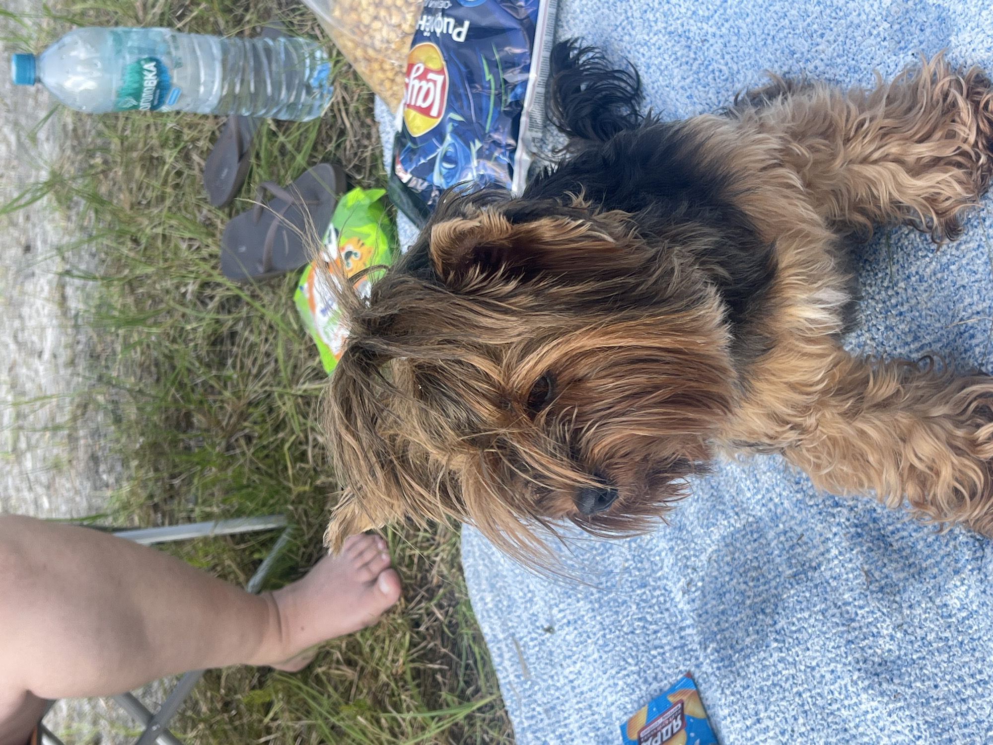 A Yorkshire Terrier dog with messy brown and black fur is lying on a blue, textured blanket. The dog is looking to the left of the frame. In the background, a person's bare leg and foot are visible, suggesting they are seated in a chair. There are several items scattered on the grass behind the dog, including a bottle of water, a pair of flip-flops, and bags of chips. The setting appears to be outdoors, possibly a park or picnic area, with grass and other vegetation. The overall scene suggests a casual outdoor gathering. The location of Noyabrsk, Russia, is not evident from the image itself.