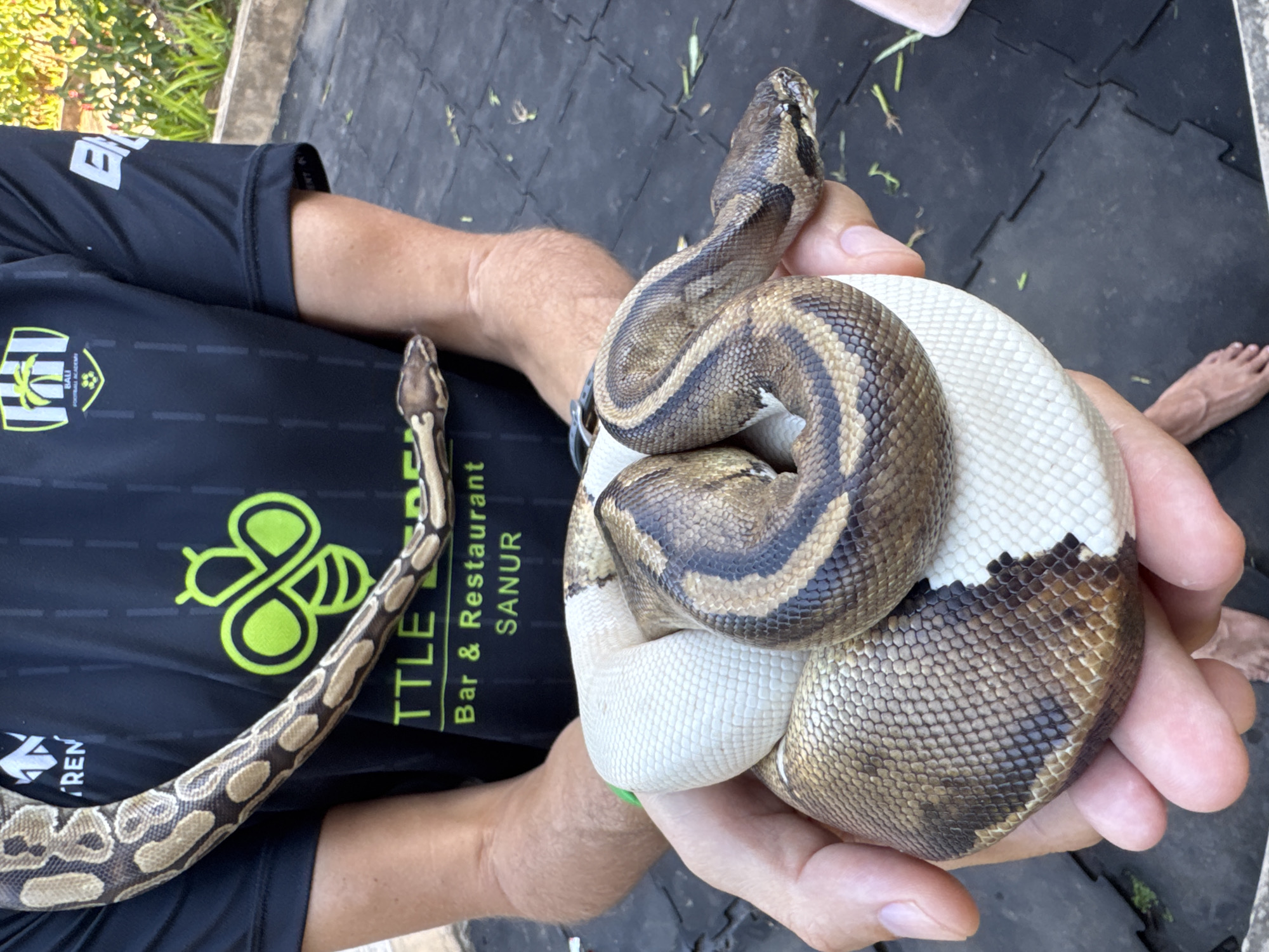 An individual is holding two ball pythons. The pythons are coiled around the individual's hands and arms. One python is predominantly white with dark brown bands, while the other exhibits a tan and brown patterned skin. The individual is wearing a black t-shirt with logos and text. The background appears to be an outdoor setting with a black tiled floor and some greenery. The scene is likely Kuta Selatan, Indonesia, based on the text "SANUR" on the t-shirt, a popular area in Bali.