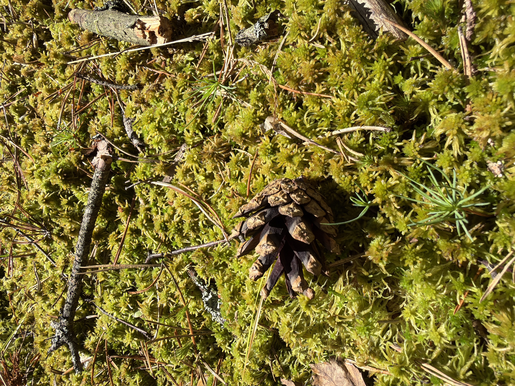 This image depicts a close-up view of a forest floor in Ushaki, Russia, characterized by a dense carpet of vibrant green moss interspersed with fallen pine needles and small twigs. A partially opened pinecone rests prominently in the foreground, its scales dark and textured. Several broken branches, one with visible bark, lie across the mossy surface. The lighting suggests a sunny day, with shadows indicating overhead foliage. The scene is devoid of human presence or activity, focusing solely on the natural elements of the woodland environment.