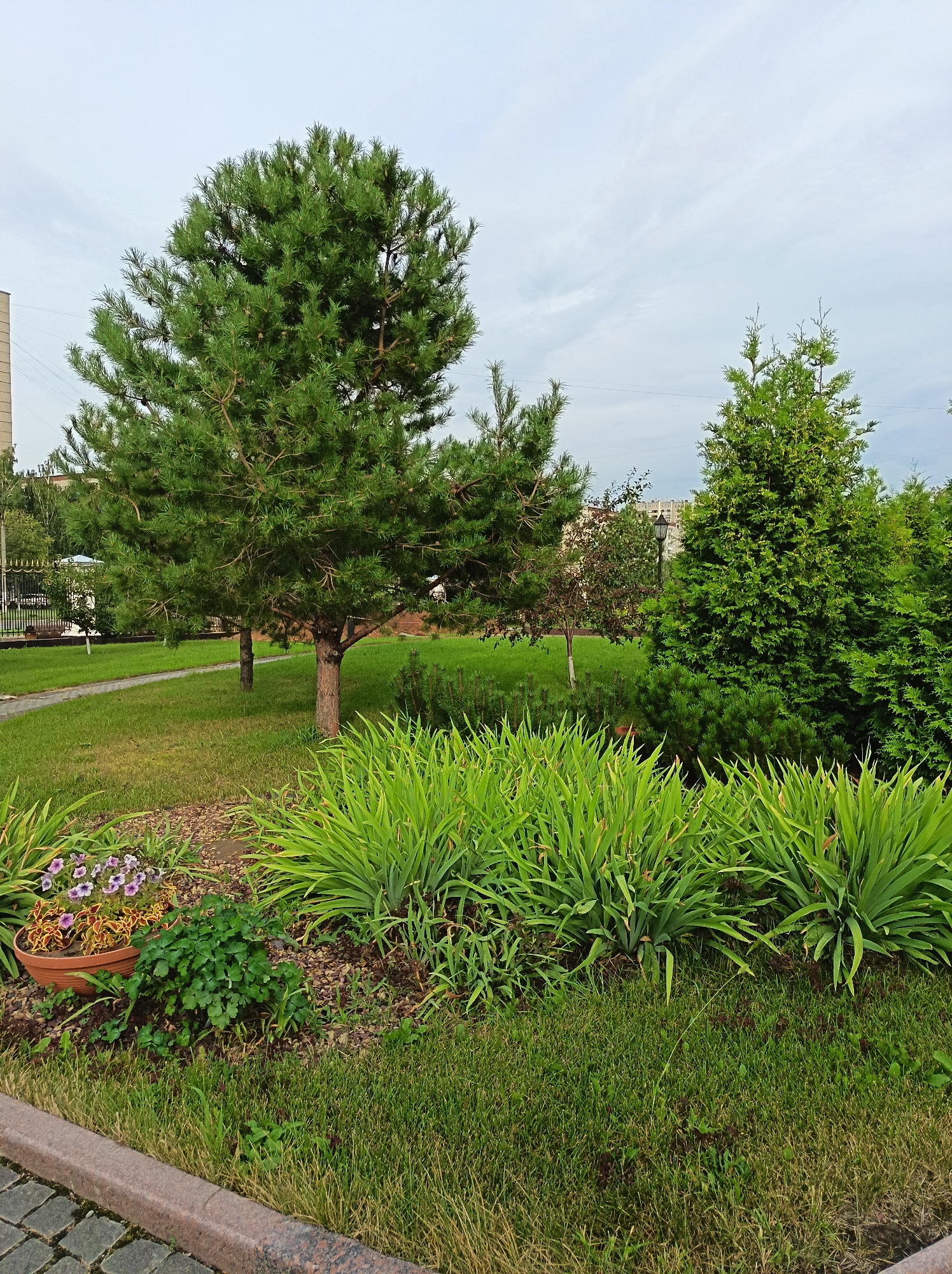 The image depicts a well-maintained green lawn with several trees and plants in what appears to be a residential area. A large pine tree dominates the left side of the frame, with a thick canopy of green needles. To its right, a conical evergreen tree stands tall, and further to the right, more evergreen shrubs are visible. In the foreground, a bed of tall, lush green plants is interspersed with smaller ground cover and a potted plant containing purple flowers and reddish-yellow foliage. A paved walkway runs through the lawn behind the main pine tree, leading towards a dark metal fence. In the background, a multi-story building with a light-colored facade is visible, suggesting an urban or suburban setting. The sky above is overcast with pale clouds. The scene is likely located in the city of Izhevsk, Russia, given the context. There are no people or animals visible in the image.