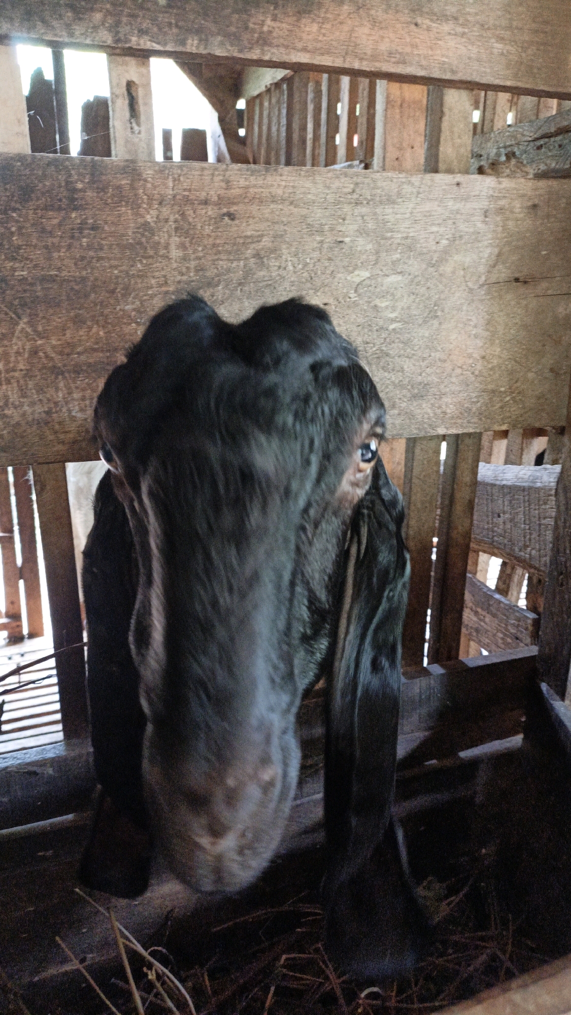 A black goat is standing in a wooden enclosure, its head filling most of the frame. The goat's face is dark, with large, floppy ears and striking blue eyes. The enclosure appears to be made of rough-hewn wooden planks, some of which are weathered and broken. Sunlight streams through gaps in the wooden structure, creating highlights and shadows. In the foreground, dry hay and straw are scattered on the ground. The background is also composed of wooden structures and slats, suggesting the goat is in a barn or stable. The image was taken in Suwawal Timur, Indonesia.