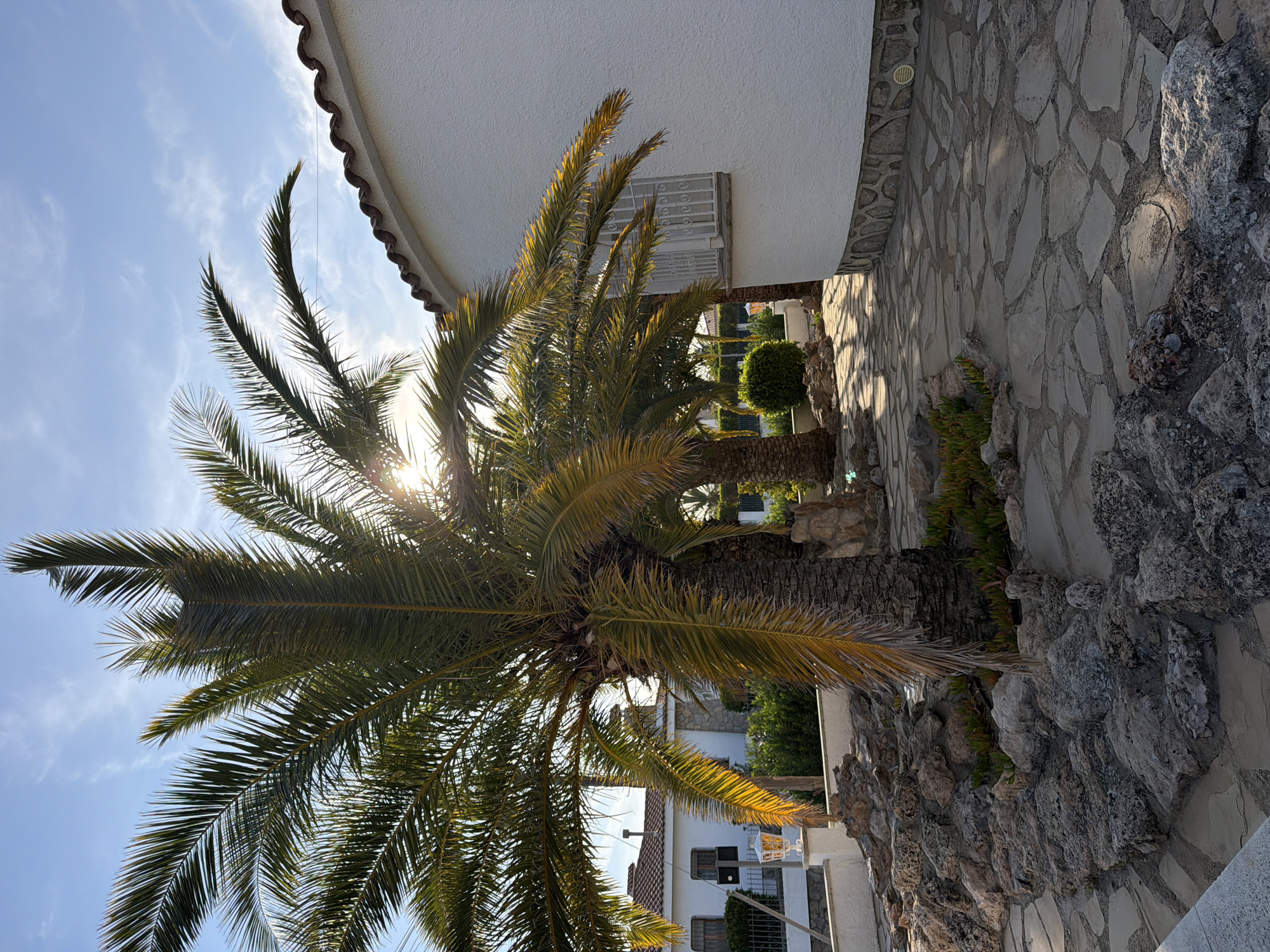 This outdoor shot captures a view in Mont-roig del Camp, Spain. The foreground is dominated by a large palm tree, with its fronds reaching towards the blue sky and the sun peeking through the leaves. Adjacent to the tree is a building with a white facade, a red-tiled roof, and what appears to be a window with a white metal grille. Next to the building is a stone pathway or wall made of irregularly shaped, light-colored stones. In the background, additional buildings with white walls and tiled roofs are visible, interspersed with greenery, creating a sense of depth in the scene.