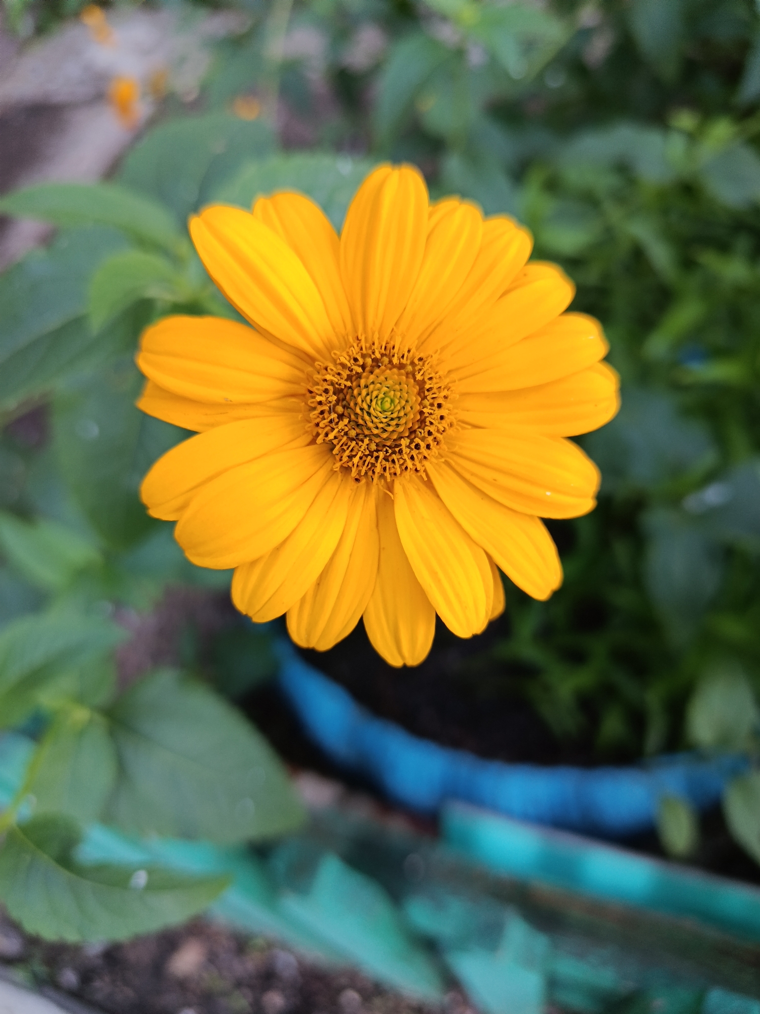 A close-up, top-down view captures a bright yellow flower, likely a coneflower or similar daisy-like bloom, centered in the frame. Its petals radiate outwards from a textured, brown and green center. The background consists of blurred green foliage, suggesting a garden or natural setting. Partially visible in the lower right quadrant is a blue and turquoise object, possibly a planter or garden edging, with hints of soil and small pebbles in the foreground. The overall impression is one of nature's simple beauty, likely photographed in a garden in Kostanay, Kazakhstan.