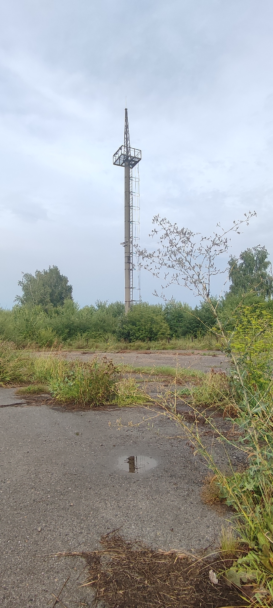 The image depicts a concrete tower with a metal structure at its peak, situated in an overgrown, abandoned area. The tower is tall and slender, with a ladder affixed to its side. Surrounding the tower is a dense thicket of green bushes and trees, some appearing taller than others. In the foreground, the ground is paved with asphalt, showing signs of disrepair with patches of grass and weeds growing through cracks. A puddle of water reflects the sky and the base of the tower. The sky is overcast with gray clouds. The scene appears to be located in Novoaltaysk, Russia.