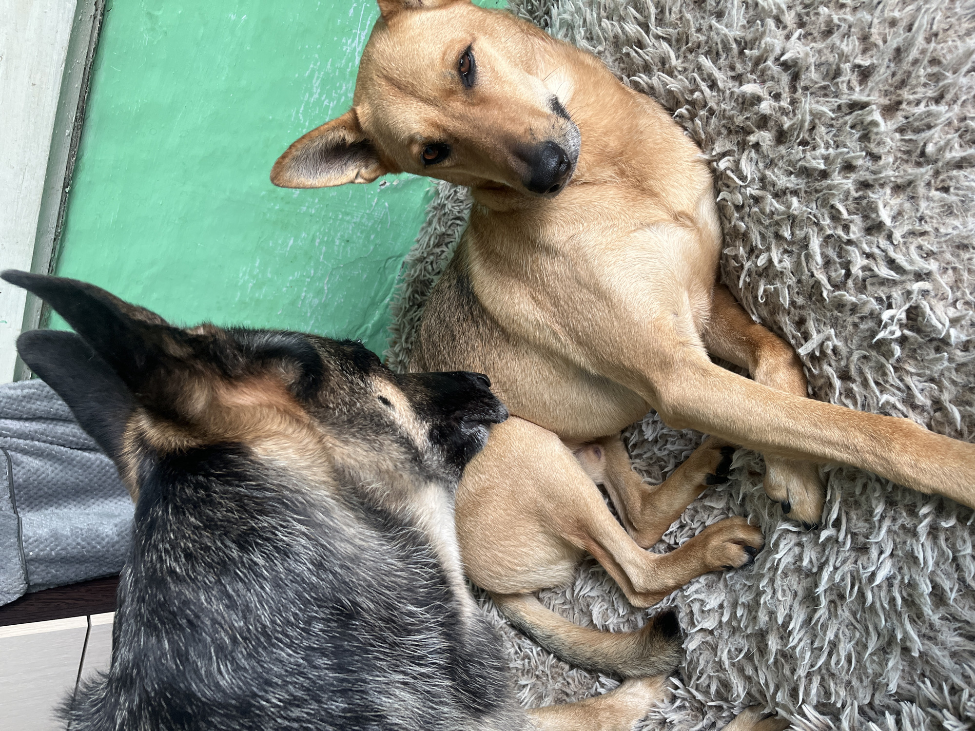 Two dogs are on a shaggy rug. One dog is a German Shepherd and is standing, bending over the other dog. The second dog is a tan, possibly mixed breed, and is lying on its side, looking at the camera. The background consists of a green wall and part of a wooden structure. There are no people or any specific landmarks that would indicate the city of Nizhny Tagil, Russia.