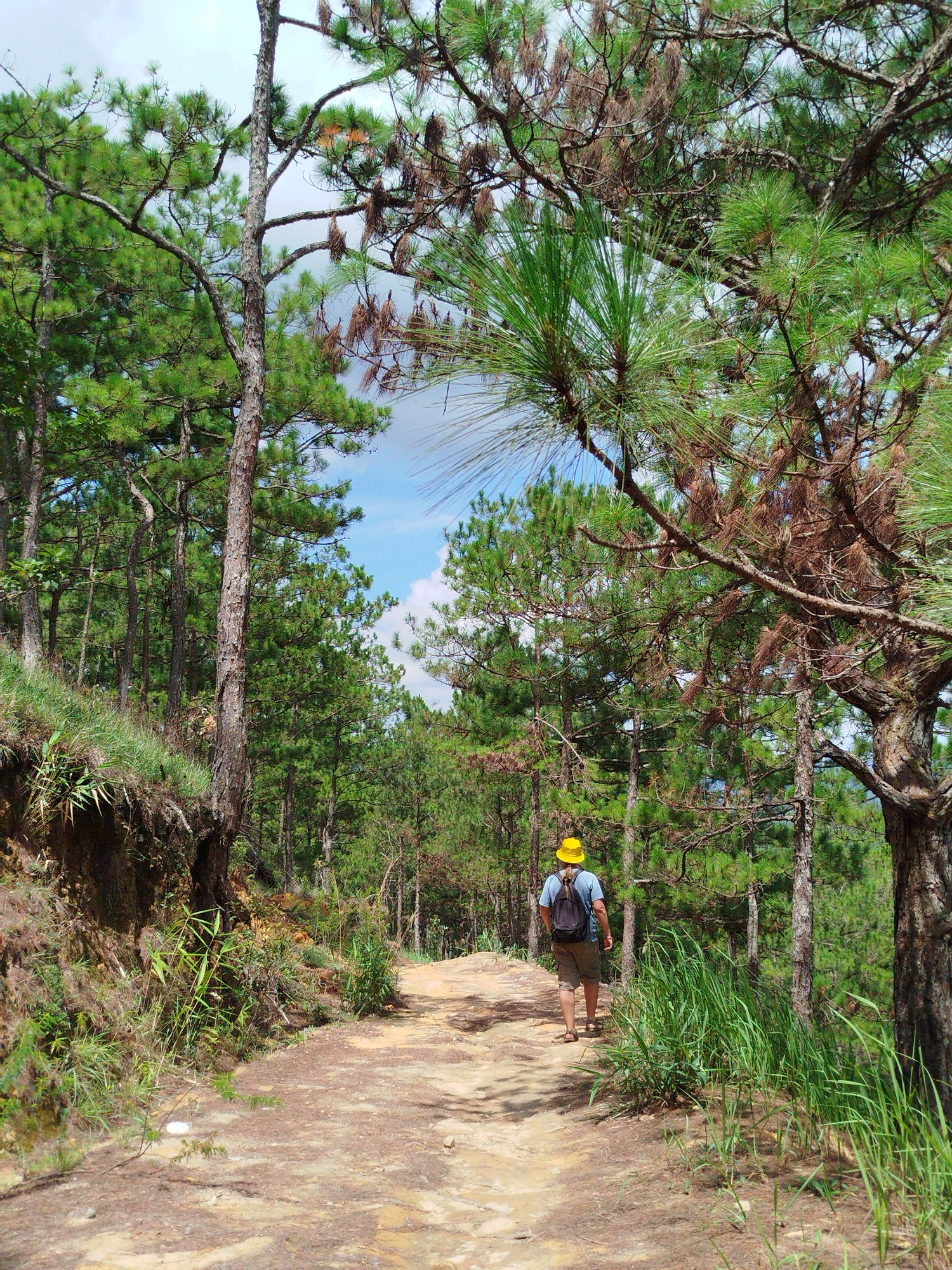 A person wearing a yellow bucket hat, a blue t-shirt, and khaki shorts walks away from the camera down a dirt path. The person carries a black backpack and is wearing sandals. They are in a forest with tall pine trees and green foliage. The path is made of packed dirt and has some scattered pine needles. The terrain slopes to the left, with a grassy embankment. The sky is partially visible through the trees and appears to be a mix of blue and white clouds. The lighting suggests it is daytime, with sunlight filtering through the canopy. This scene is consistent with trails found in Xuan Truong, a suburban area of Da Lat, Vietnam, known for its pine forests and mountainous terrain often used for hiking and outdoor activities.