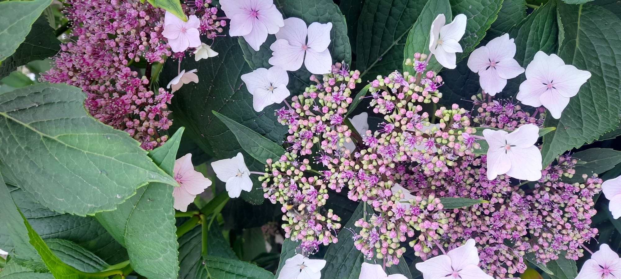 The image shows a close-up view of a hydrangea plant with clusters of pink and white flowers, interspersed with large green leaves. Some flowers are fully bloomed and are a delicate shade of pink or white, while others are still in bud form, appearing as small, rounded, pale green or pink spheres. The flowers are arranged in large, dense inflorescences. A bumblebee, with its distinctive black and yellow stripes, is visible on one of the flower clusters, suggesting pollination activity. The background consists of more lush green leaves, indicating a natural outdoor setting. The lighting suggests it could be daytime, likely under natural daylight conditions, as there are no harsh shadows. The overall impression is one of a vibrant, blooming garden. No text is visible in the image. The location context of Krasnodar, Russia, suggests this is a temperate climate where hydrangeas are commonly grown.