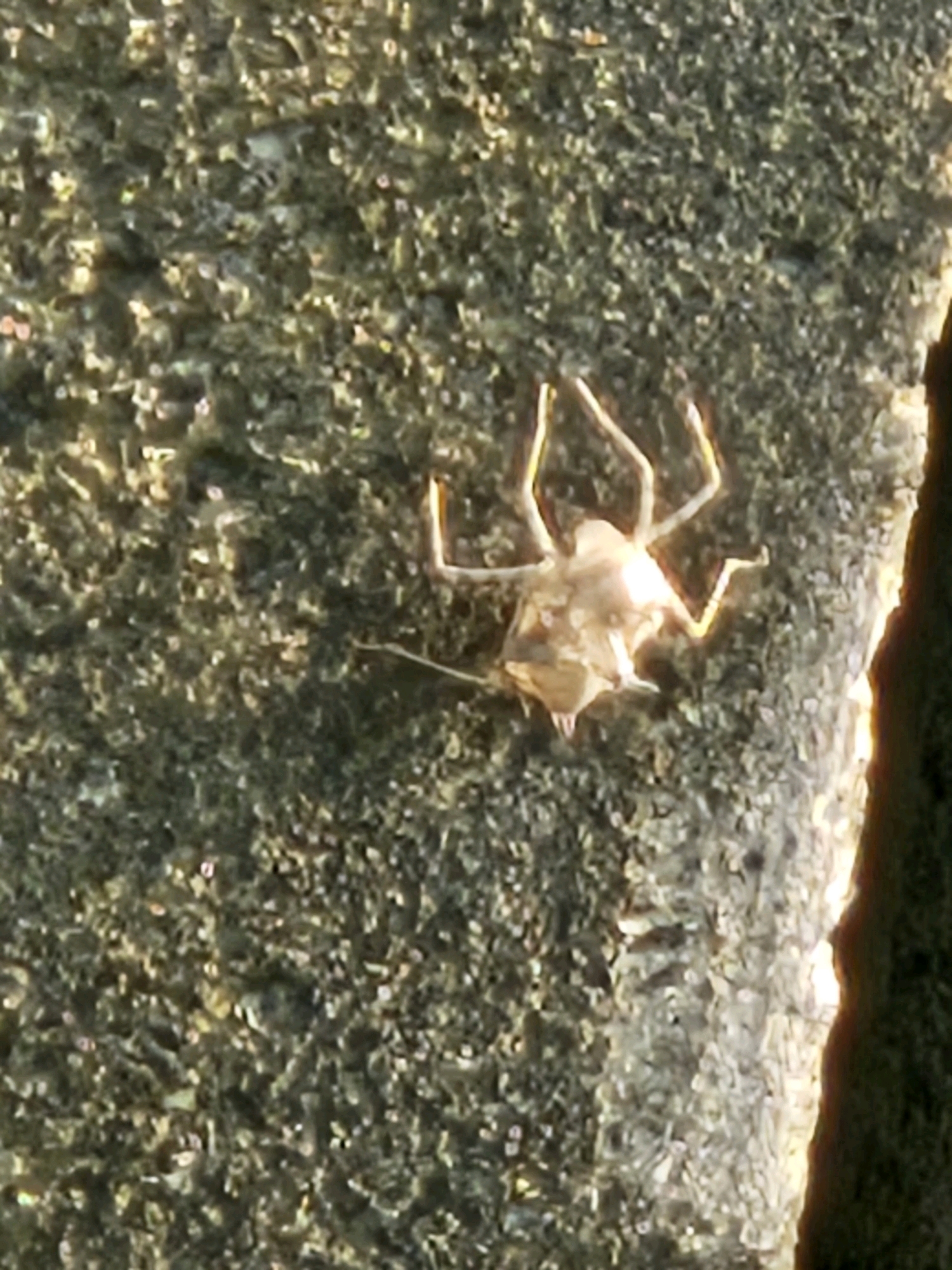 A light-colored, desiccated insect exoskeleton rests on a textured, greenish-gray surface, likely concrete or stone. The exoskeleton is translucent and appears to have been shed by a larger insect, with visible legs and a body structure. The surface it lies on is rough and uneven, with a distinct edge on the right side that transitions into a darker, blurred area. The lighting suggests it is outdoors, possibly during the daytime, with a warm glow highlighting parts of the exoskeleton and the edge of the surface. The scene is devoid of any human presence.